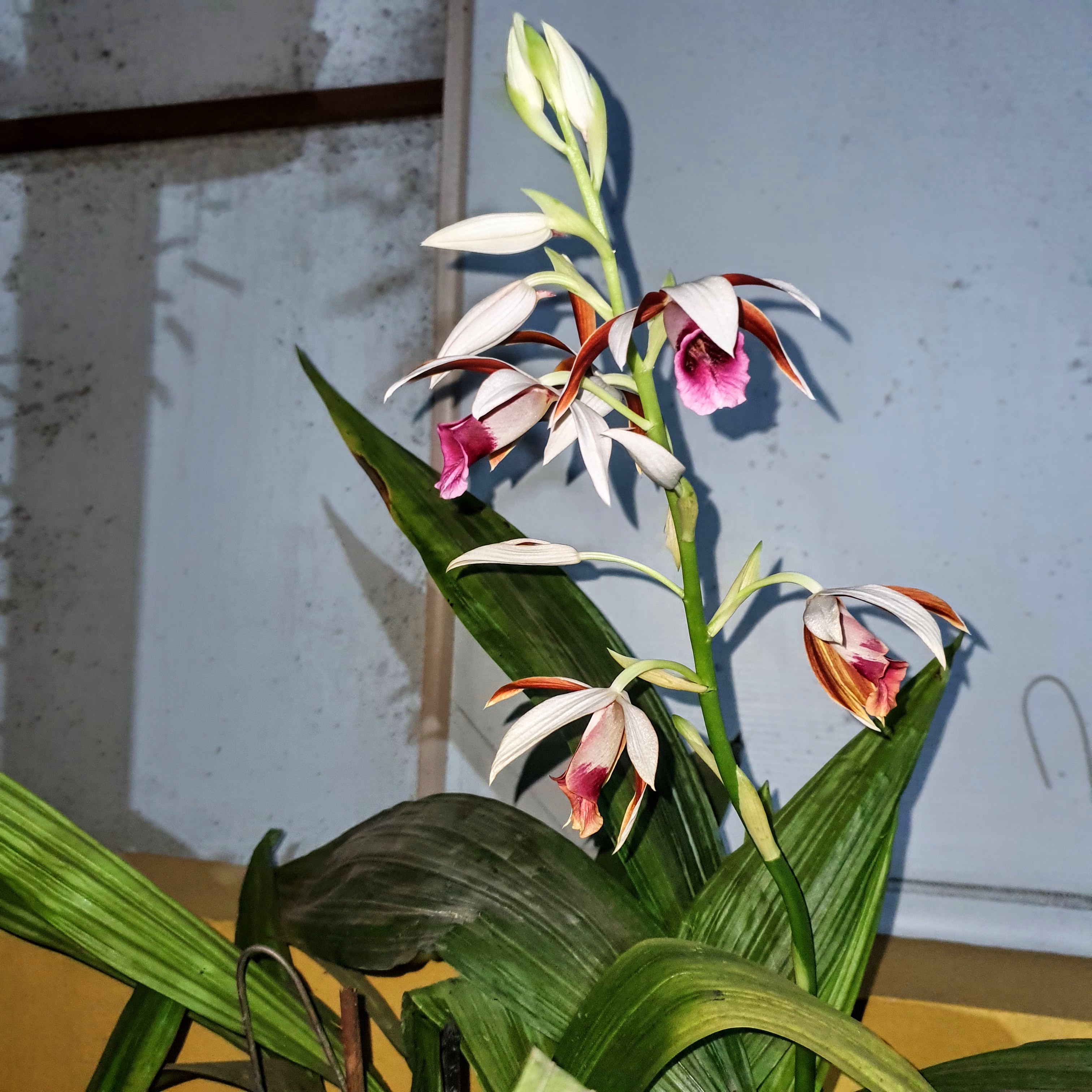 Inflorescência da orquídea.
