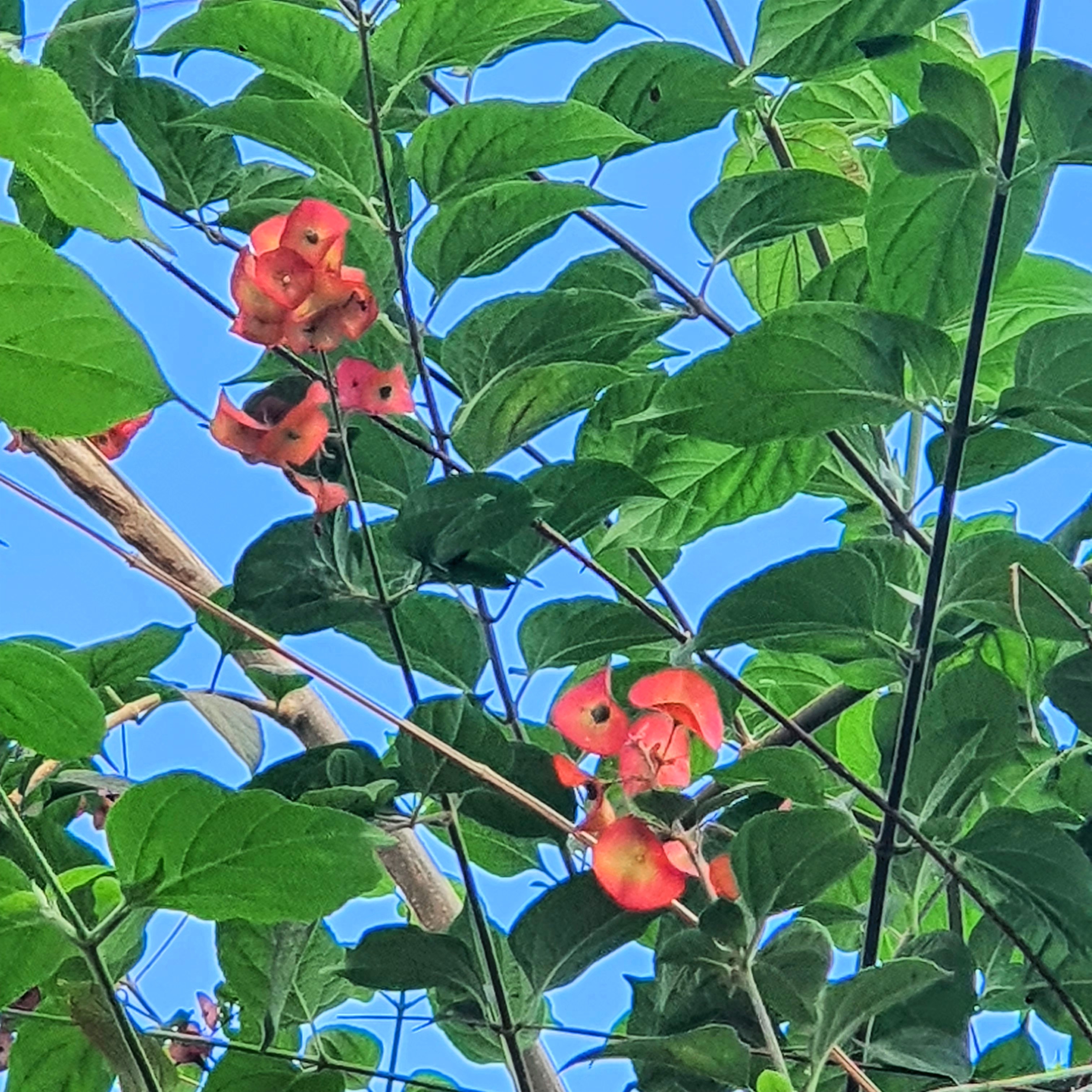 Flores vermelhas e folhas do chapeu-chinês-vermelho.