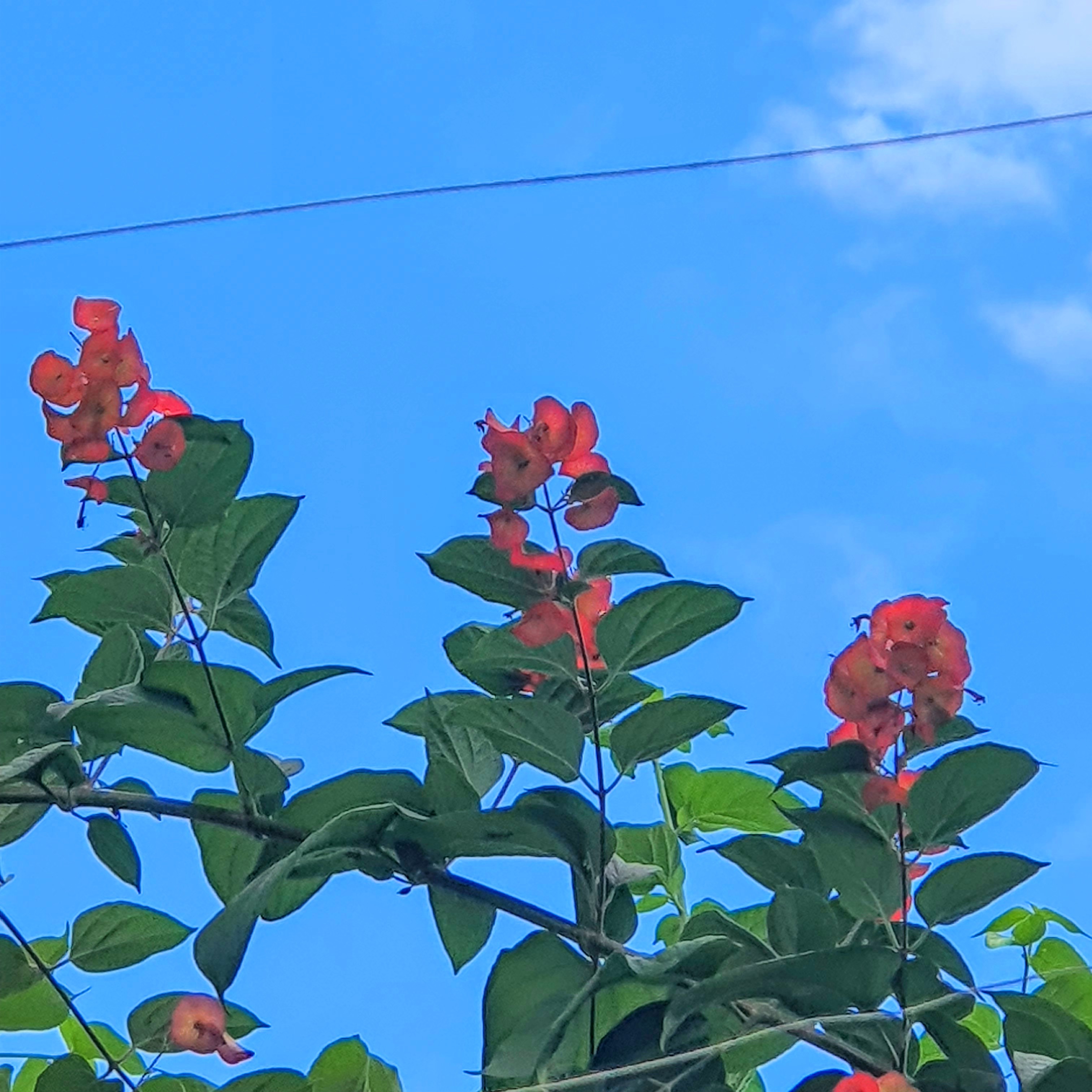 Flores vermelhas e folhas do chapeu-chinês-vermelho.