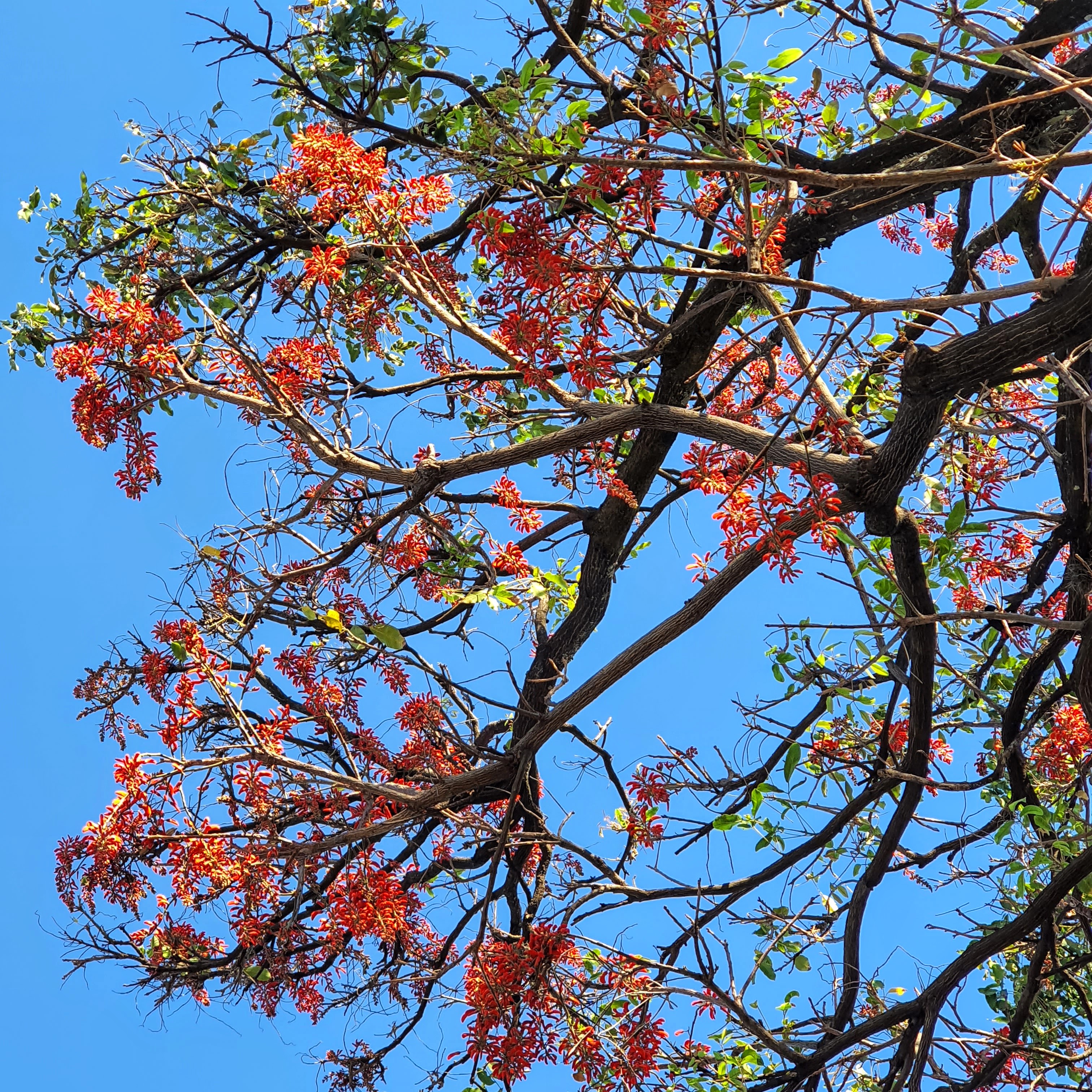 Copa florida da corticeira-da-serra.