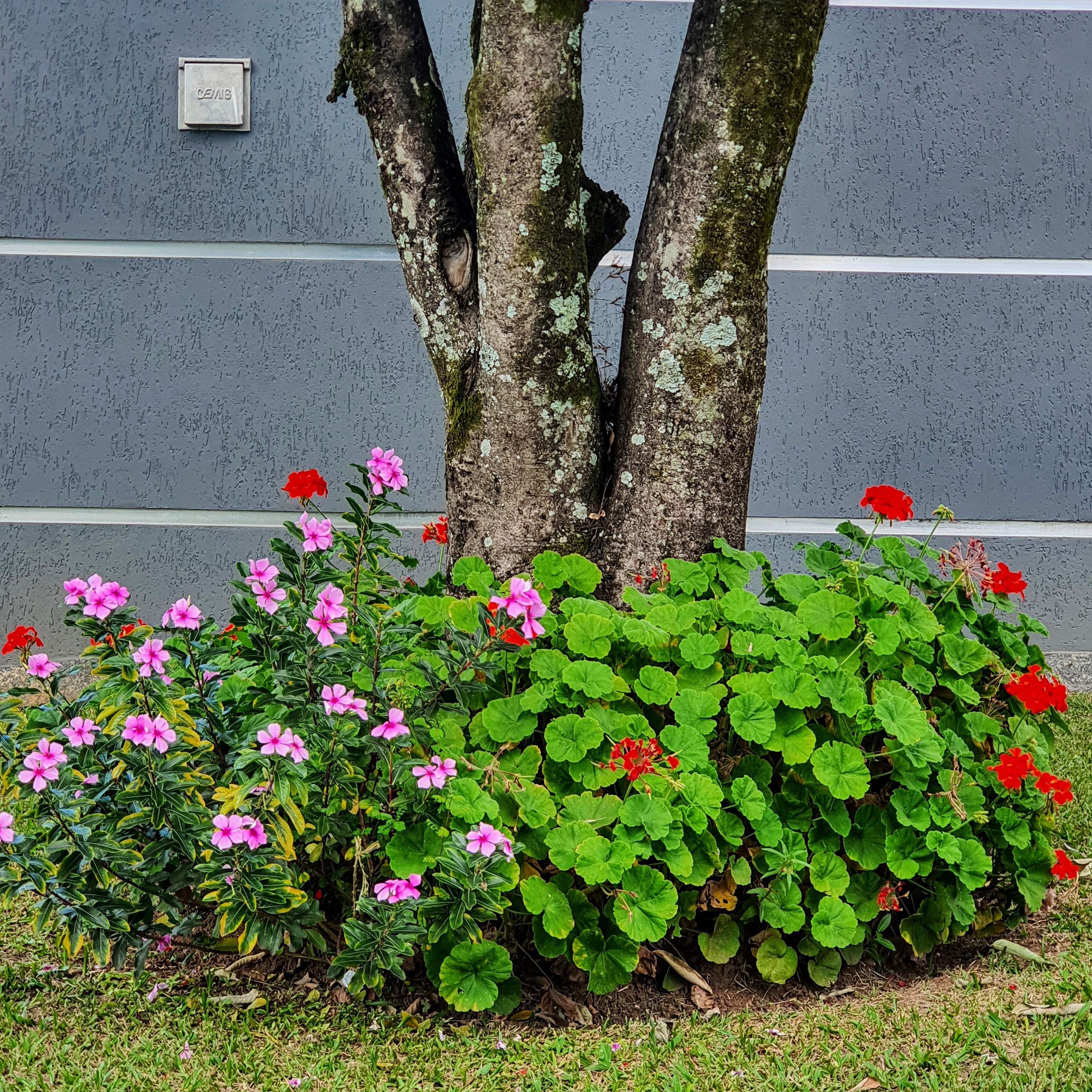 Pelargonium hortorum - gerânio | Biologia da Paisagem