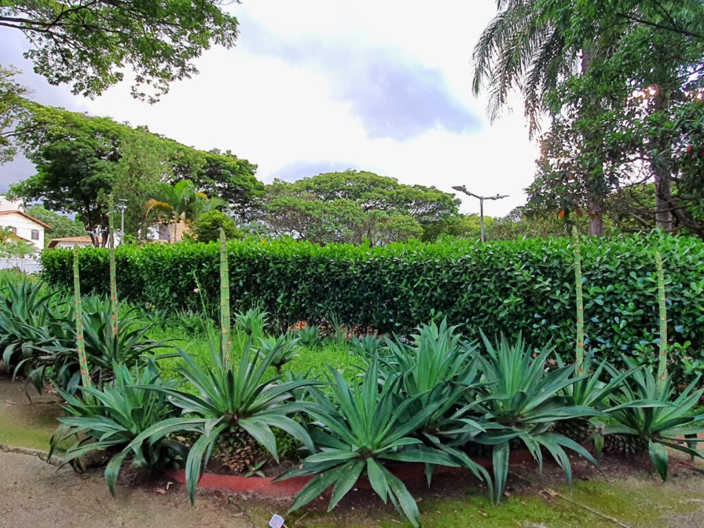 Maciço de agaves-dragão.