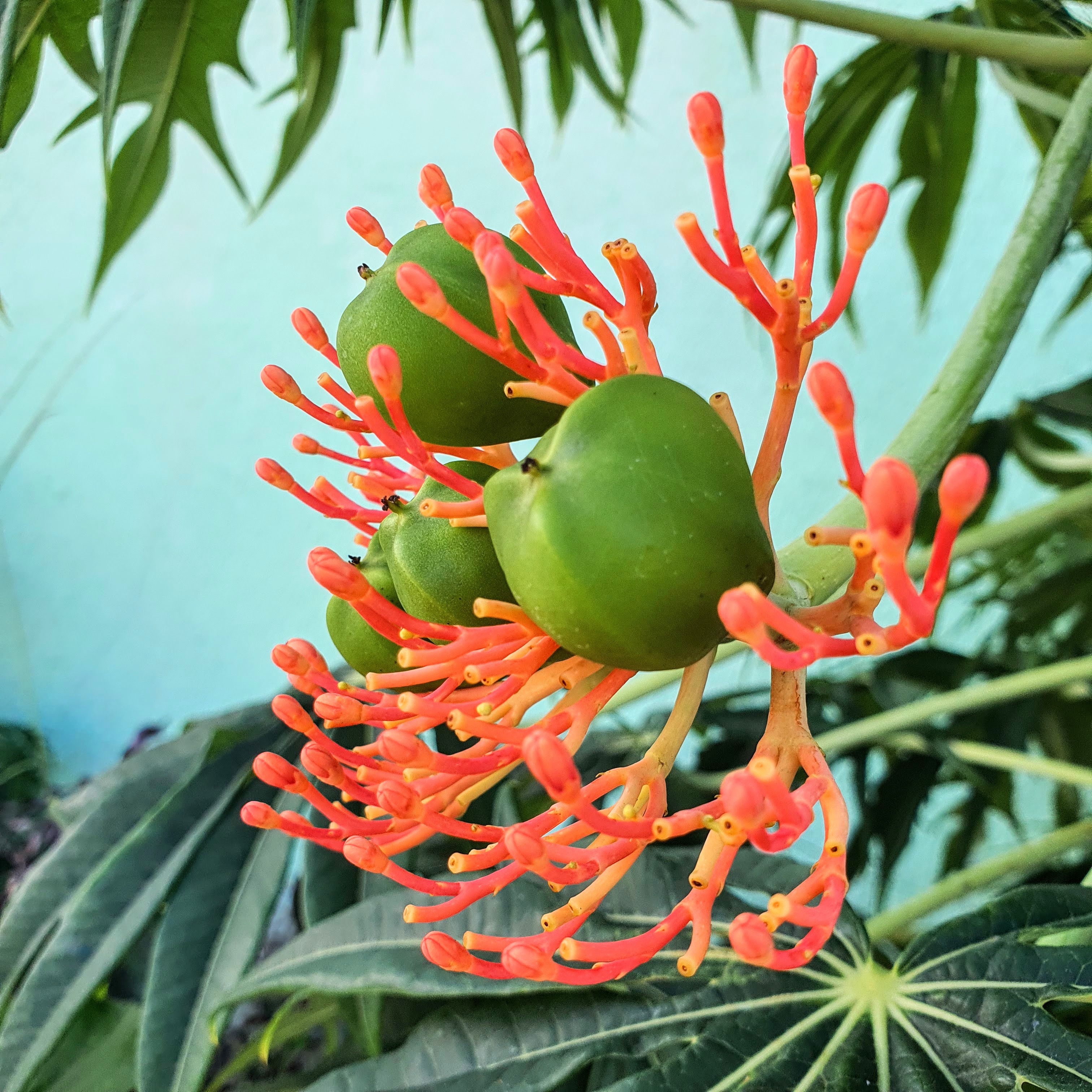 Flores e frutos da flor-de-coral.