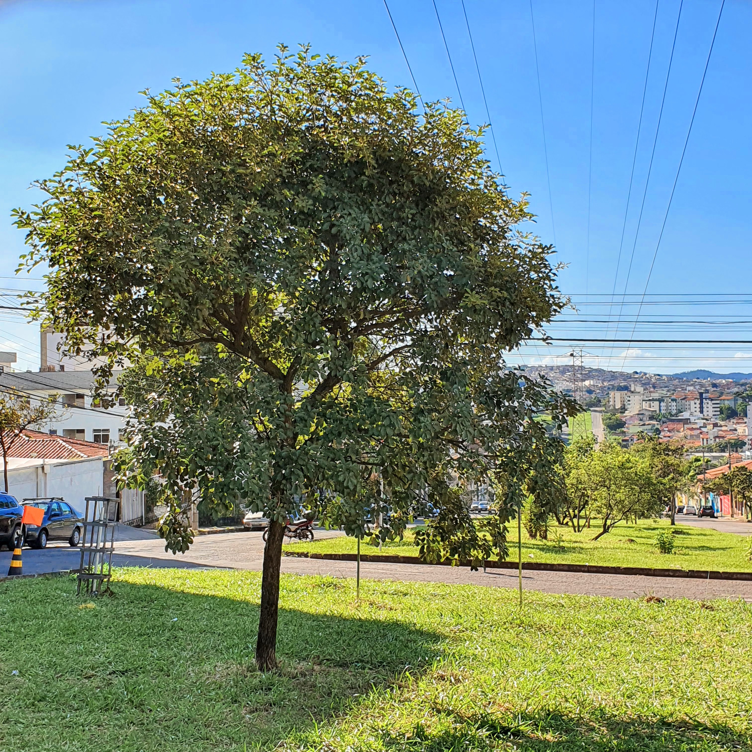 Ipê-amarelo folhado.