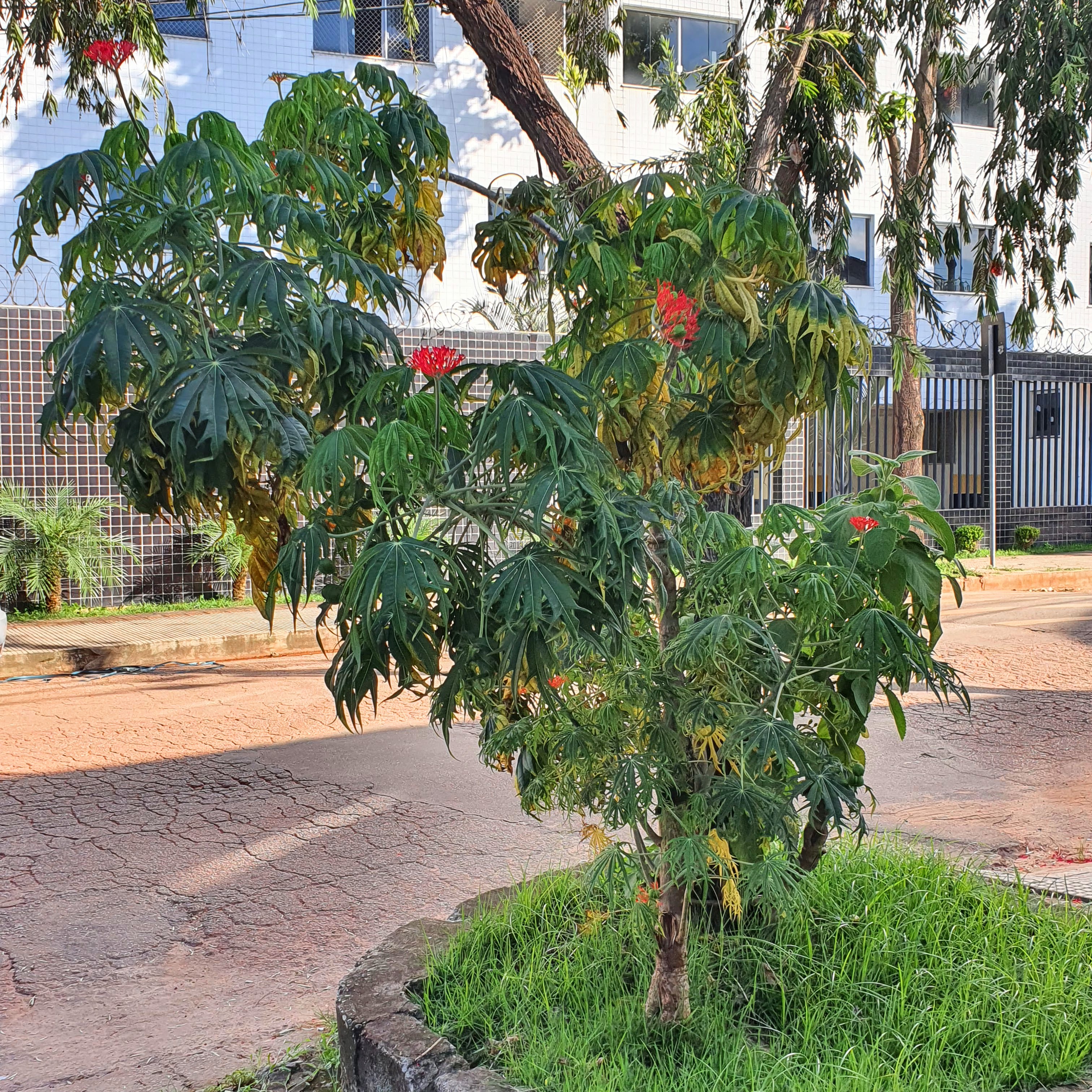 Flor-de-coral.