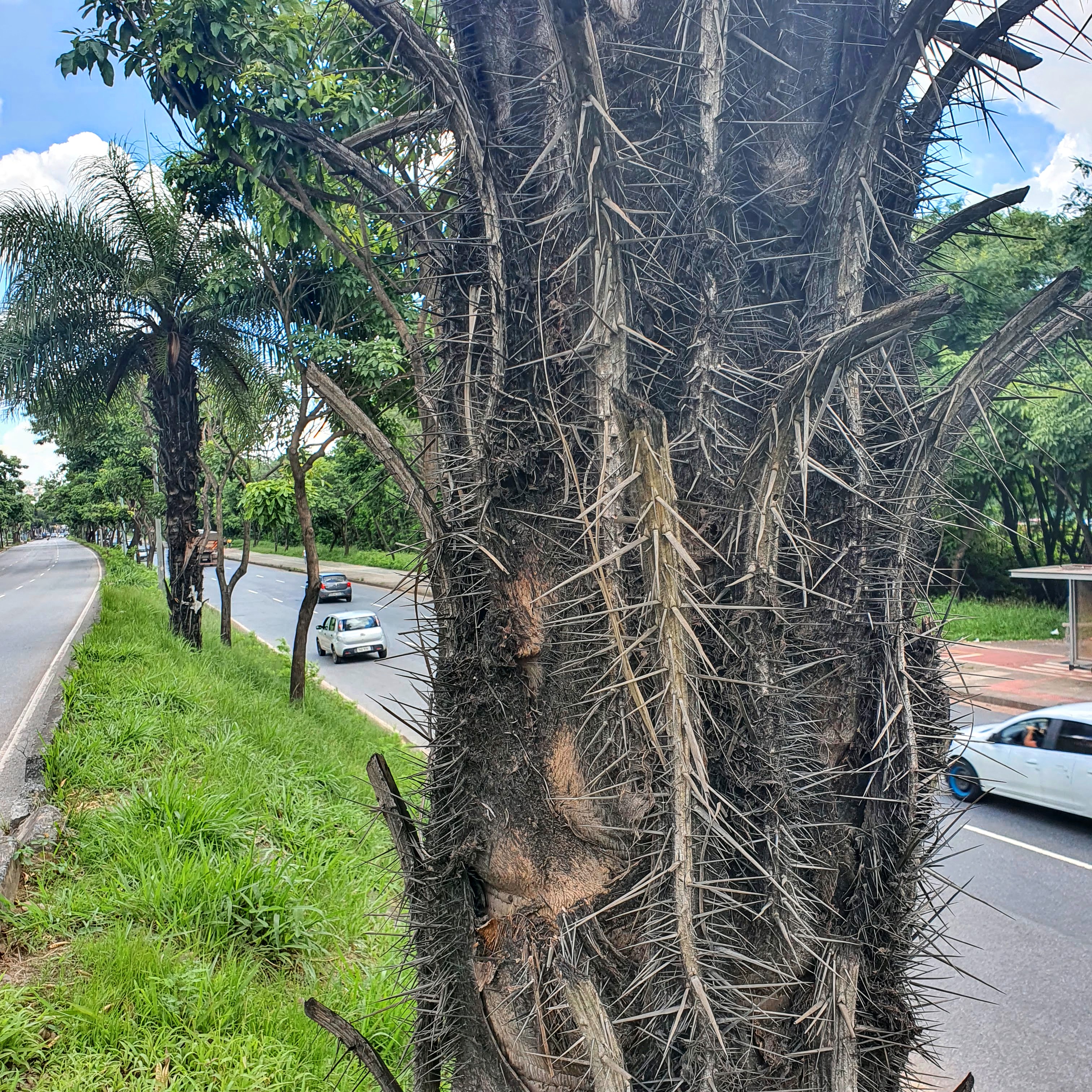 Detalhe do belo e perigoso estipe da bocaiúva.