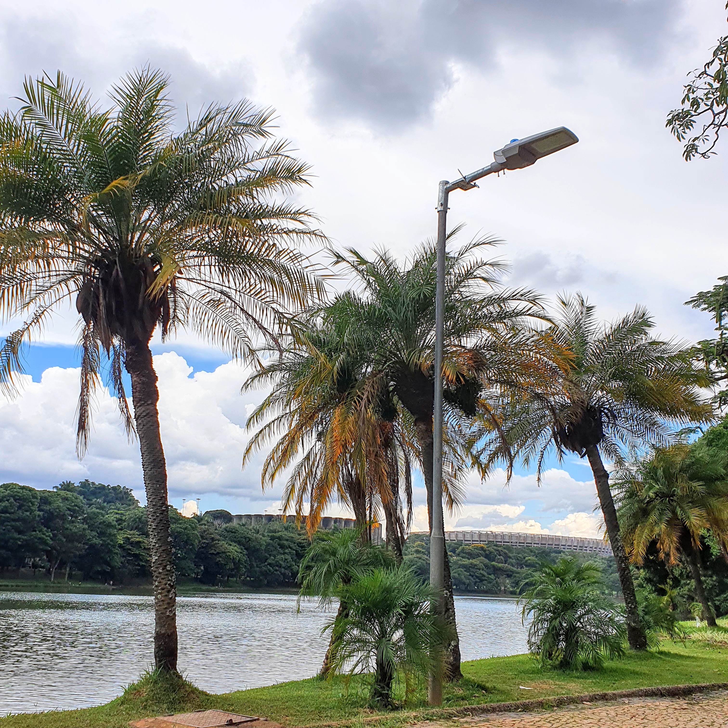 Tamareiras-de-jardim.