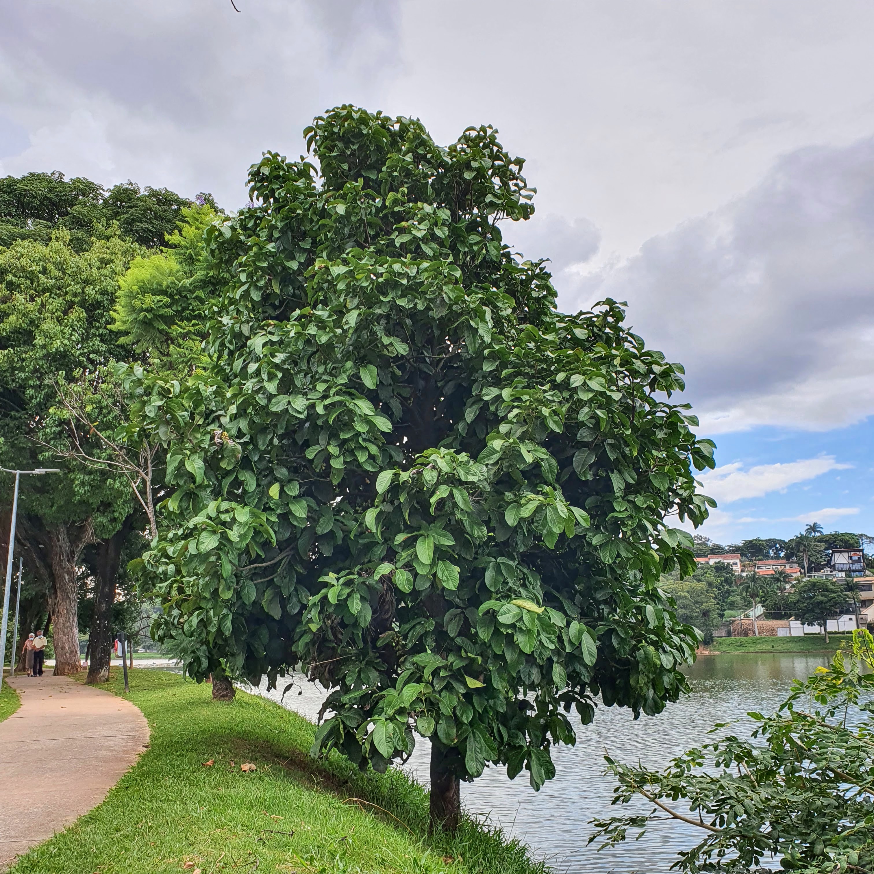 Jambeiro-vermelho.