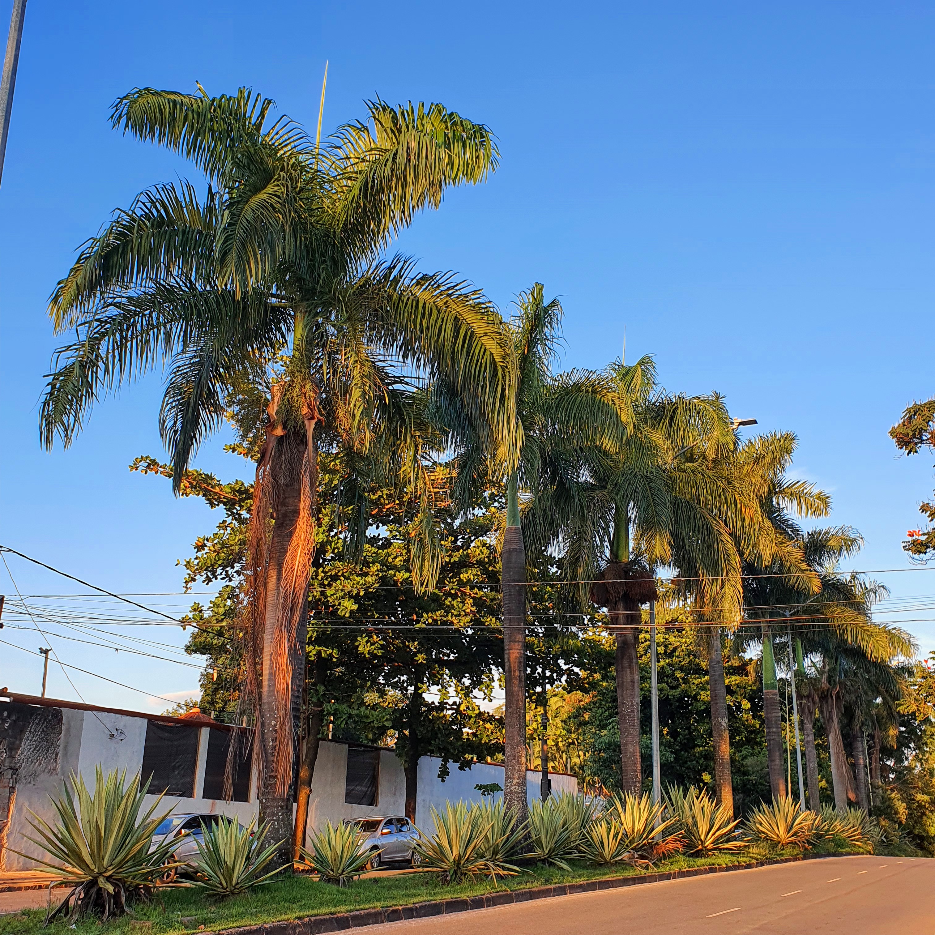 Alameda de palmeiras-imperiais.