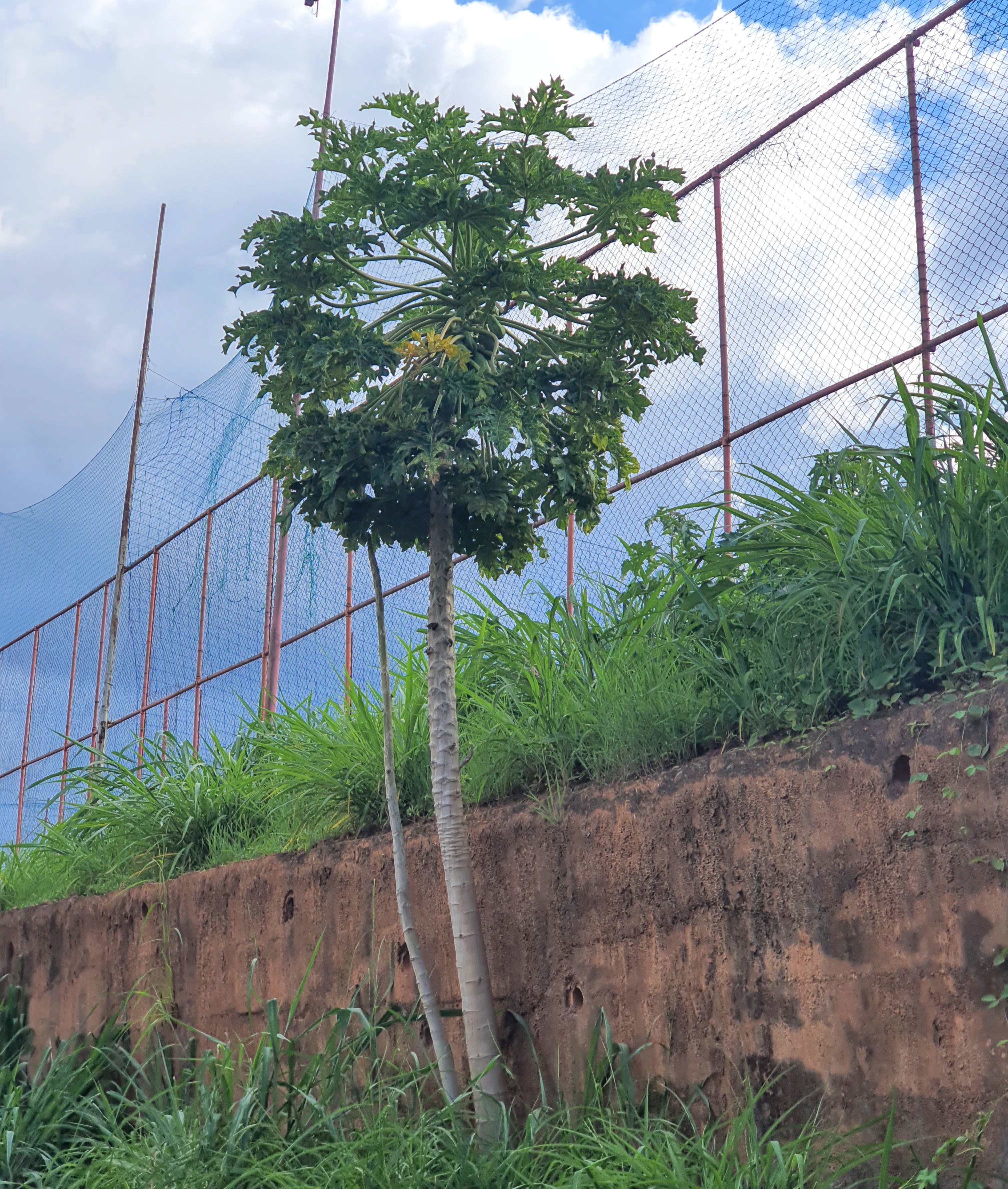 Mamoeiro plantado em área urbana.