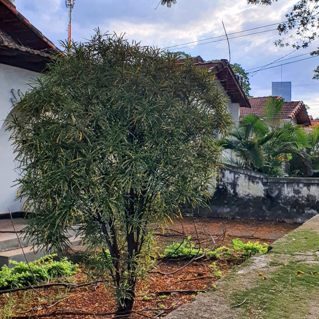 Cróton de folhas afiladas.