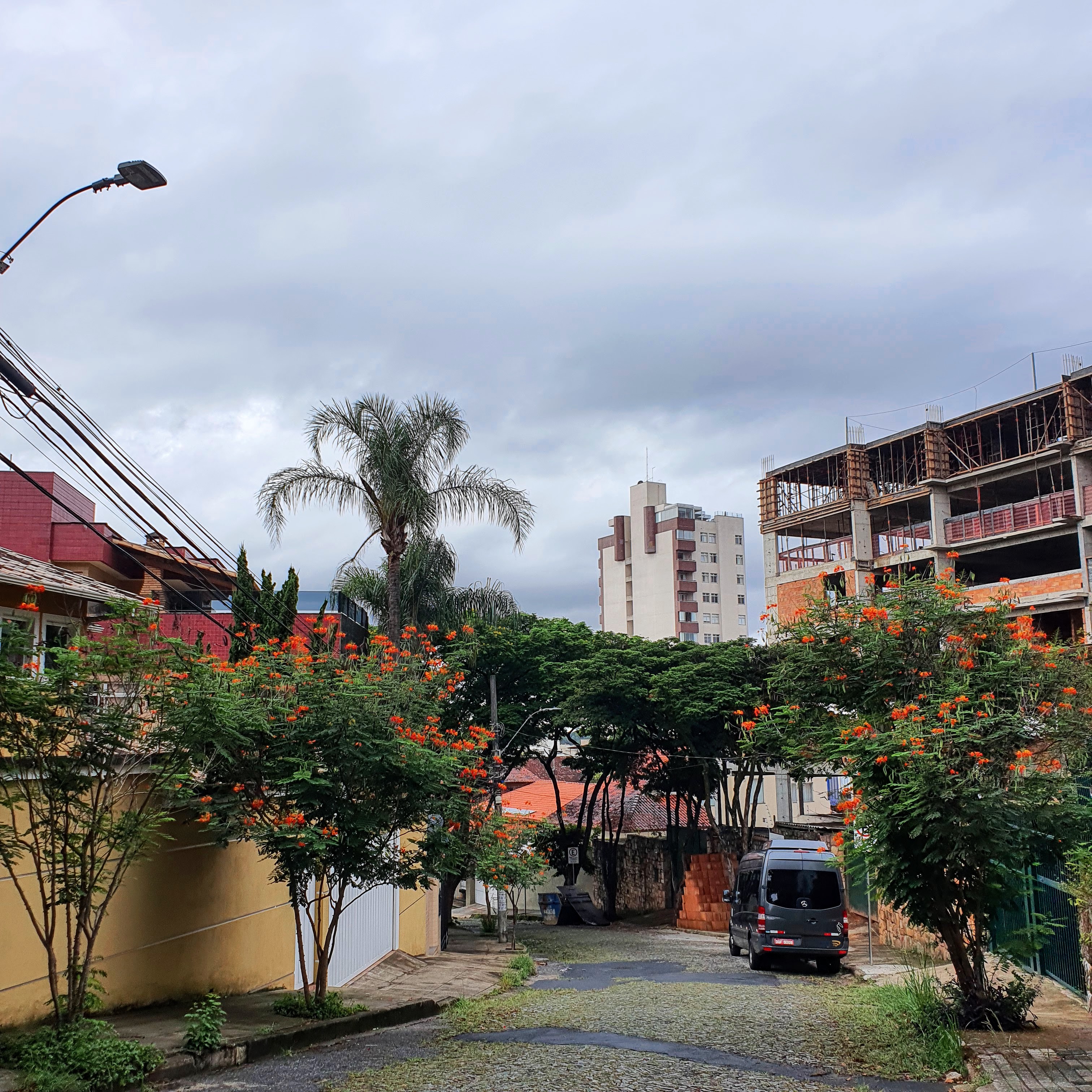 Arborização com flamboyants-mirim.