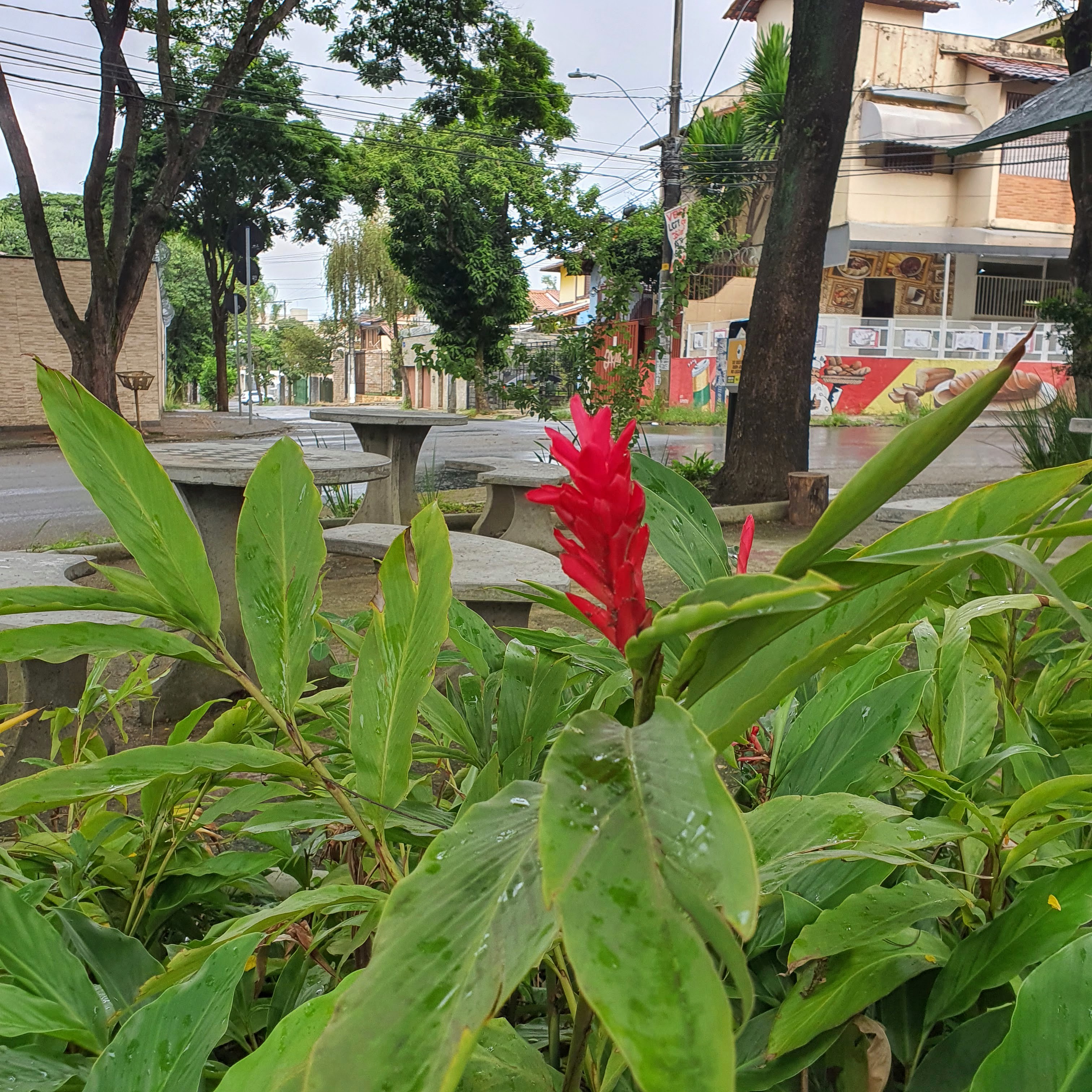 Detalhe das folhas e inflorescência do gengibre-vermelho.