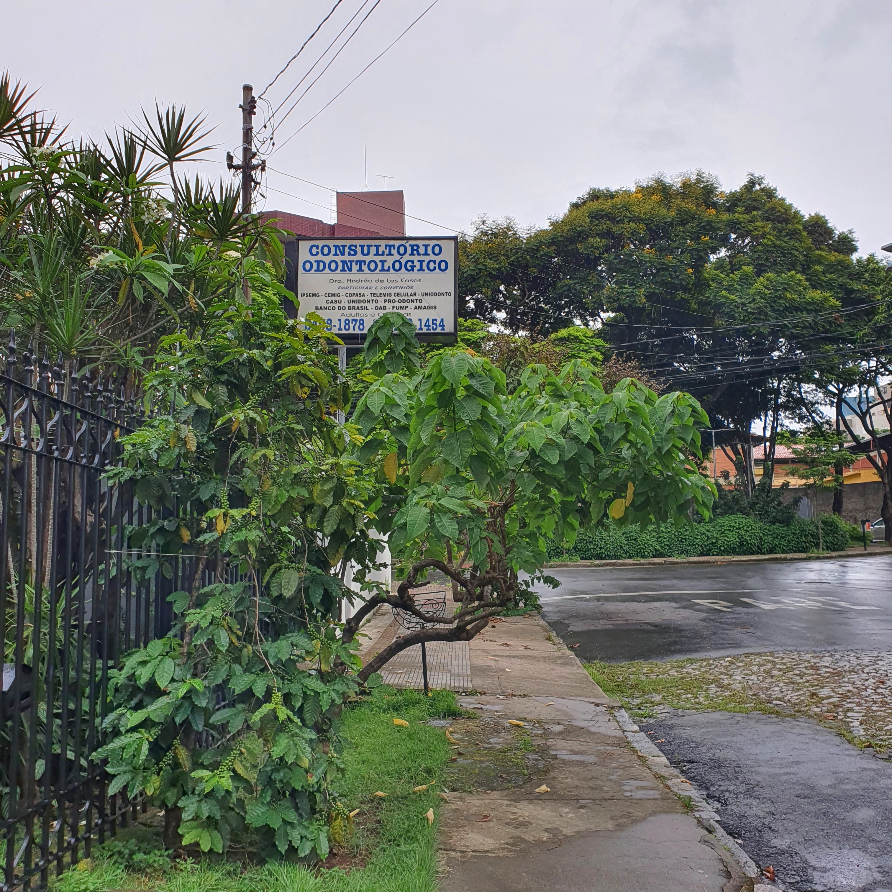 Pé-de-café em frente a residência.