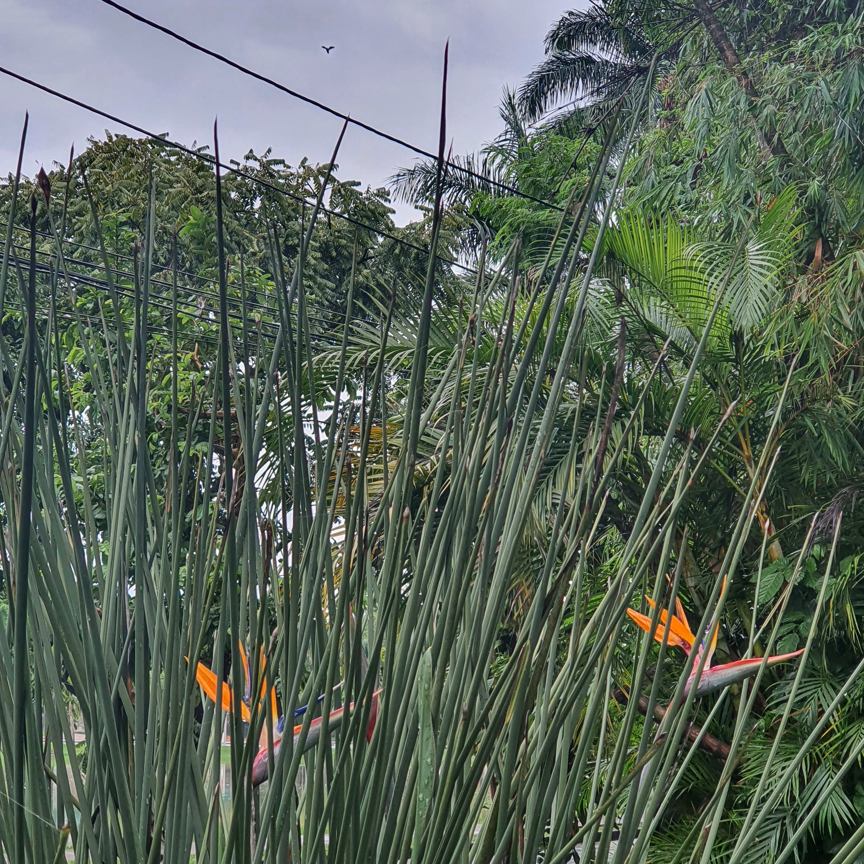 Flores da estrelitzia-de-lança.