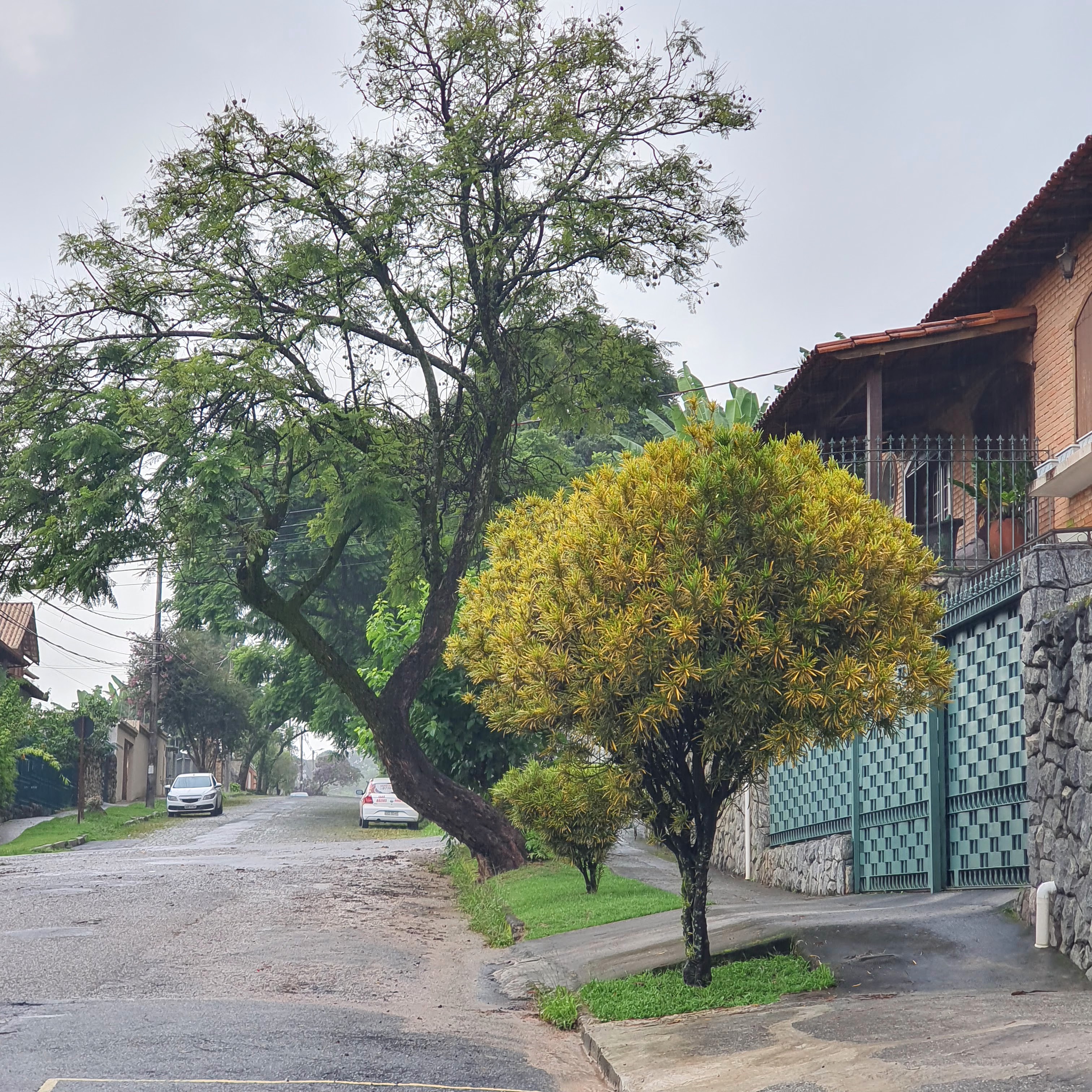 Cróton na frente de residência.