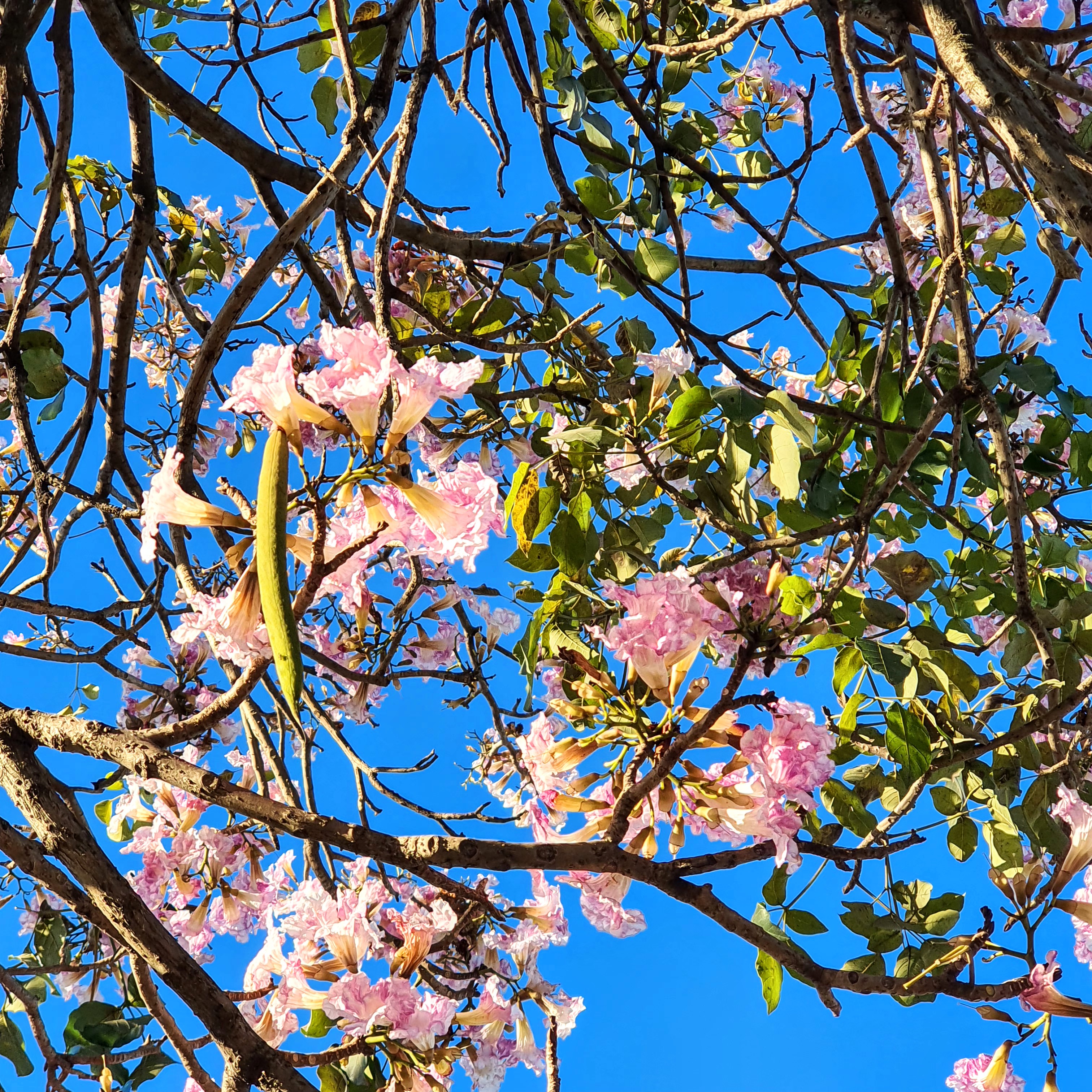 Flores e do fruto do ipê-bálsamo!