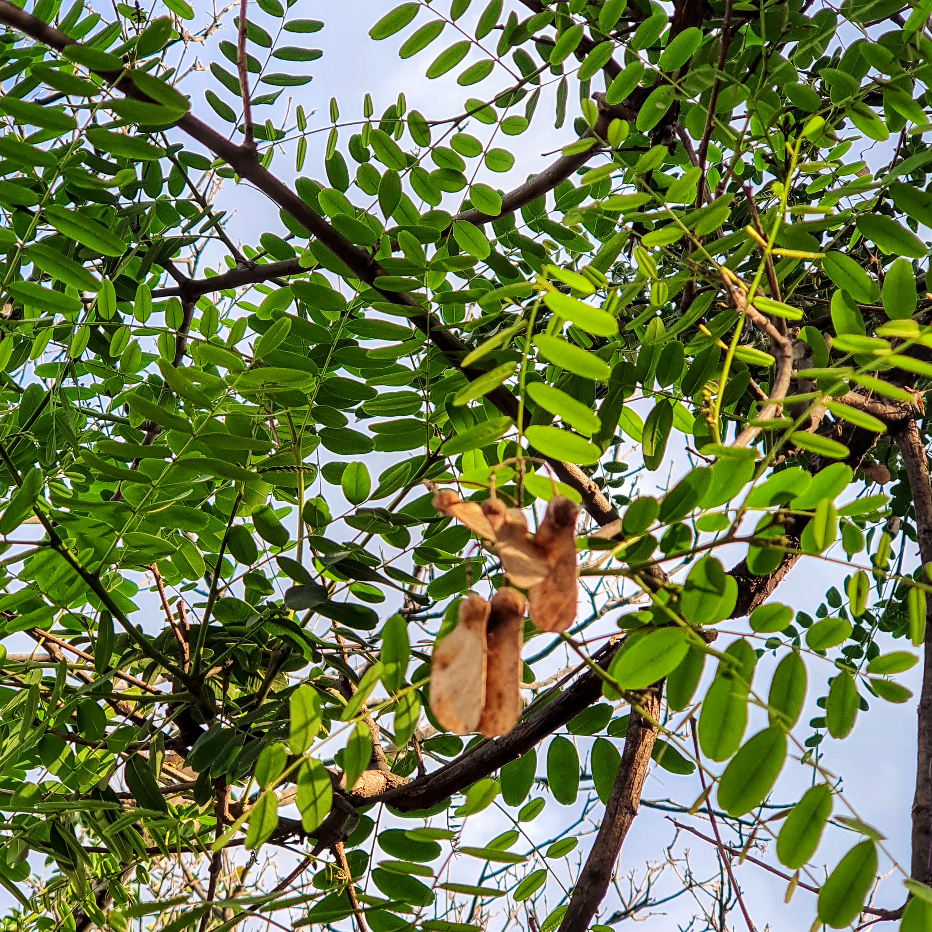 Frutos alados da tipuana