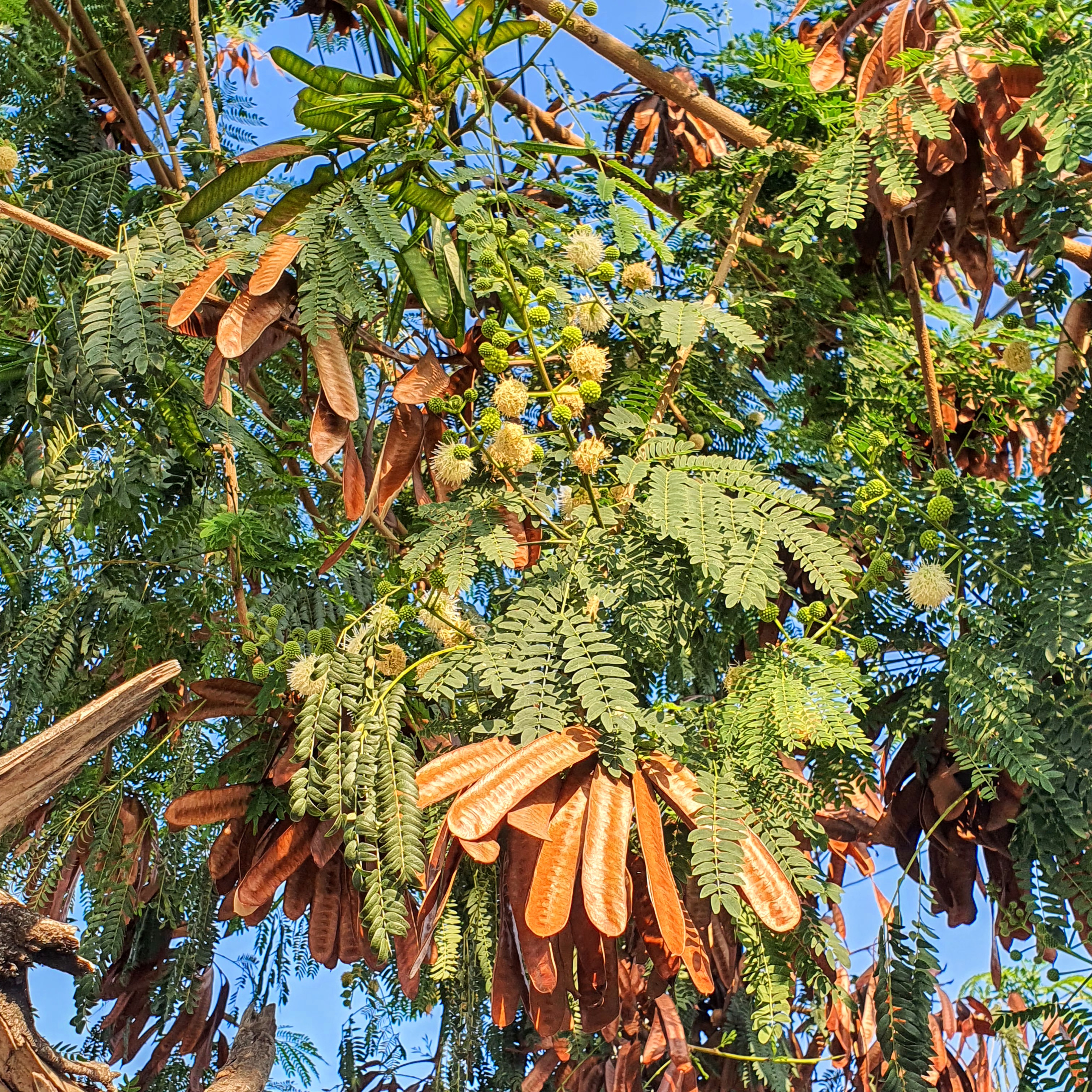 Folhas, flores e frutos da leucena.