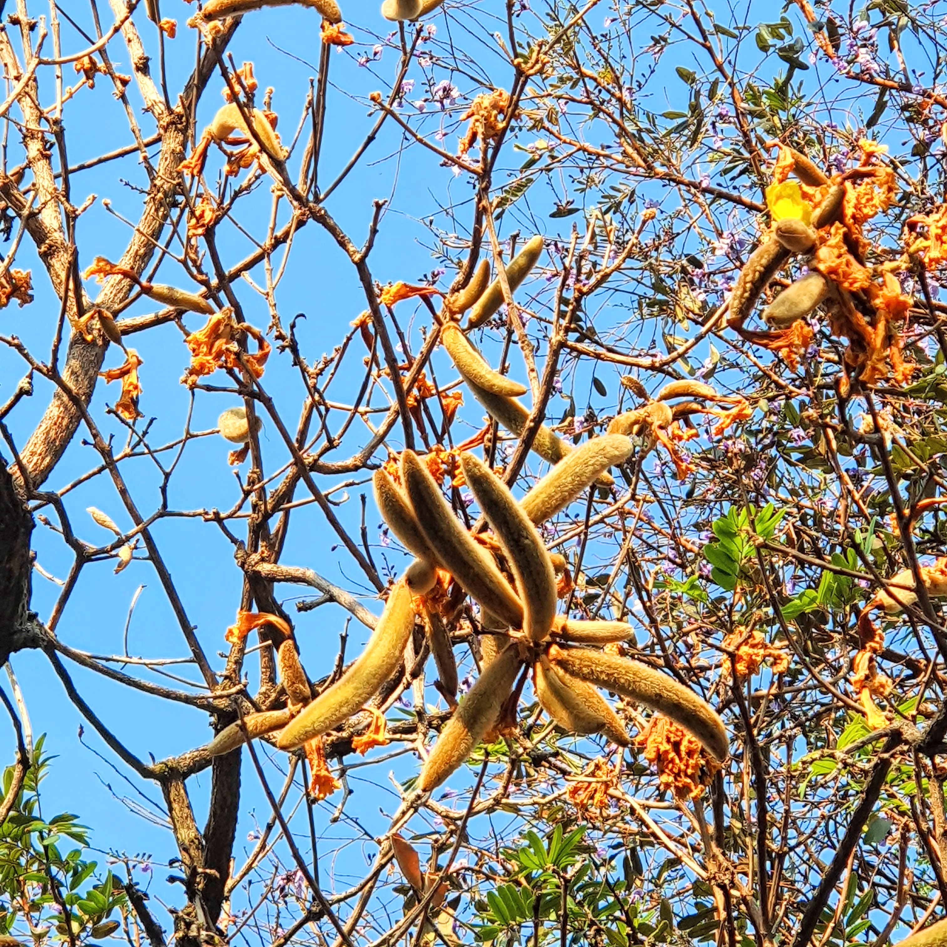 Frutos espessos do ipê-do-cerrado.