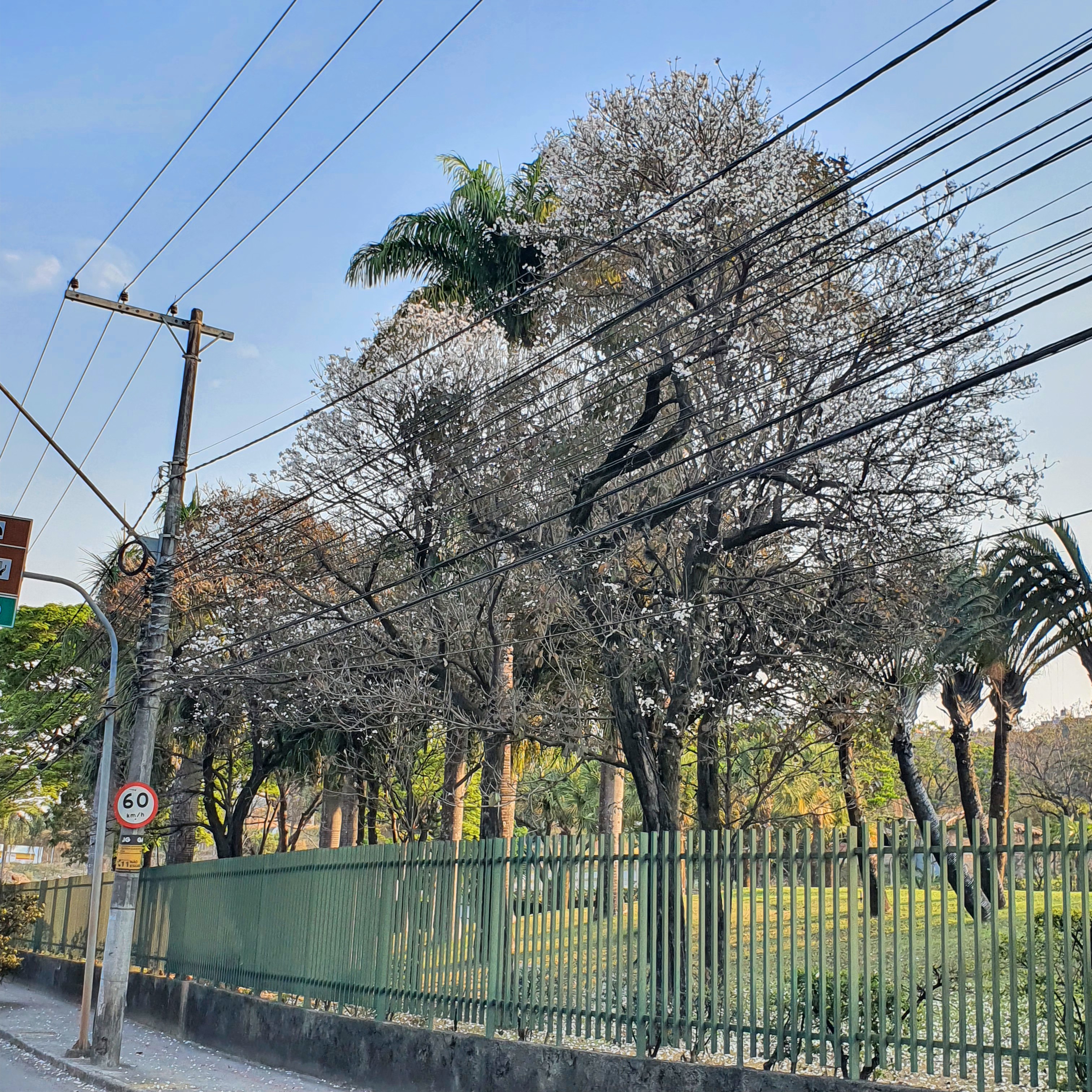 Ipês-branco floridos.