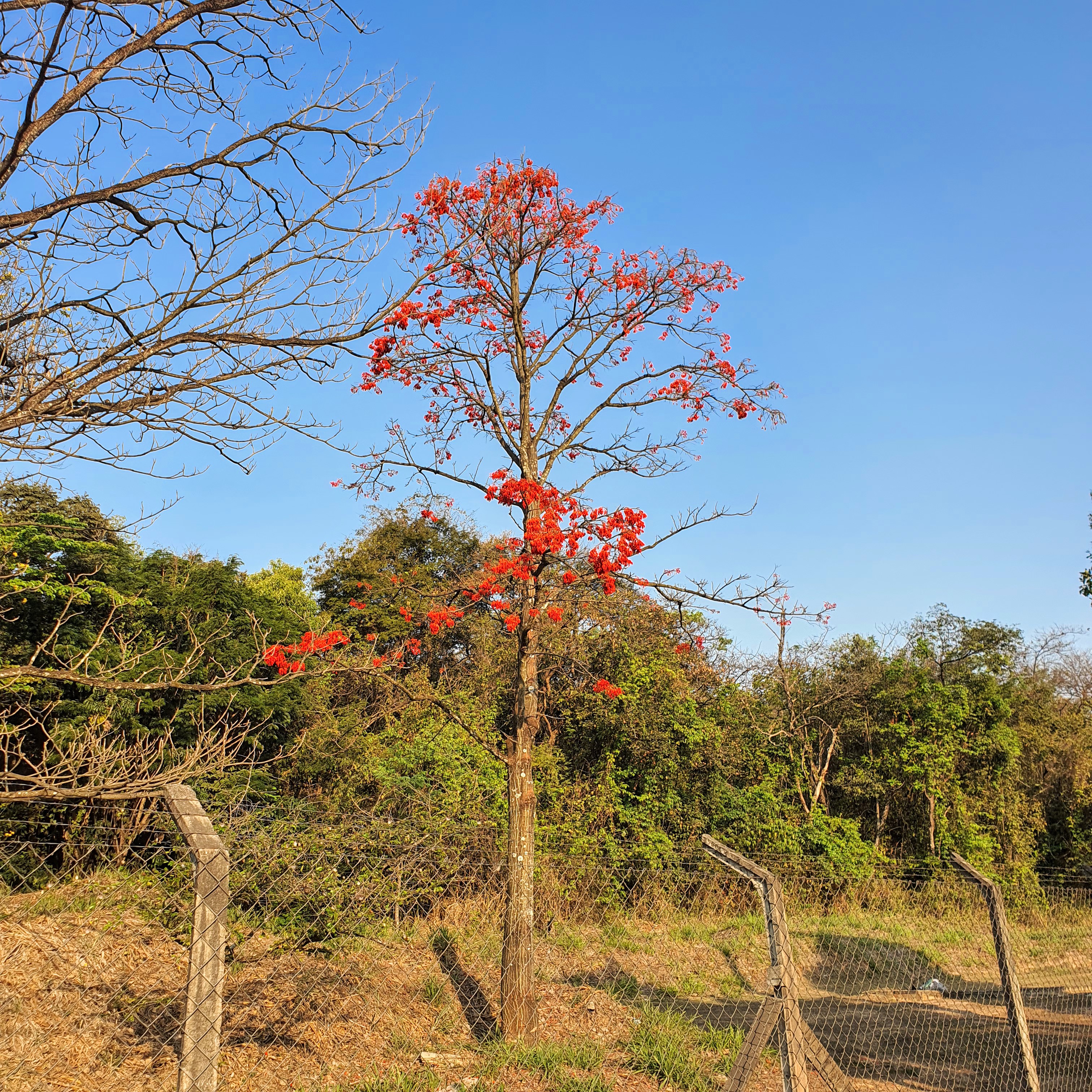 Mulungu florido.