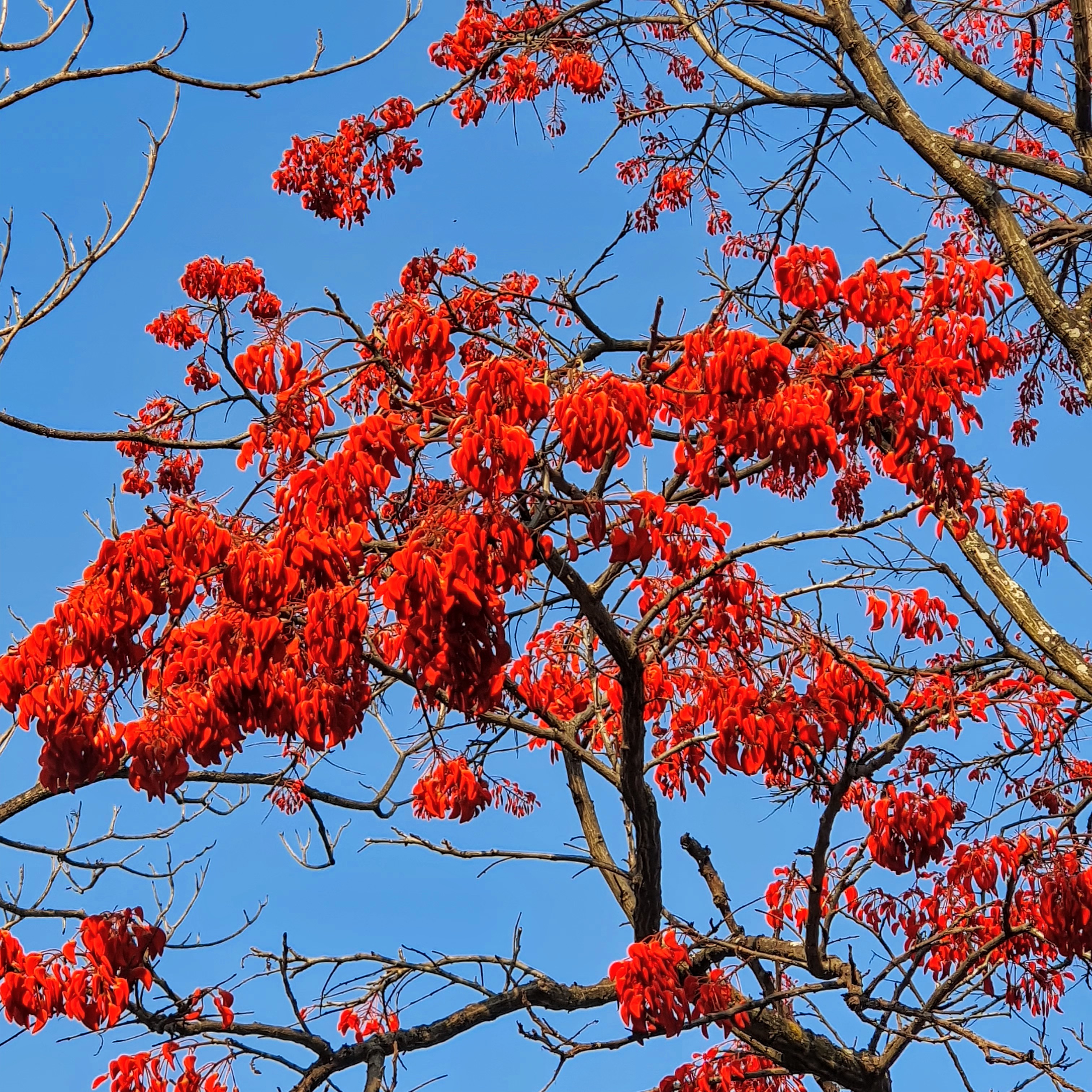 Floração do mulungu.