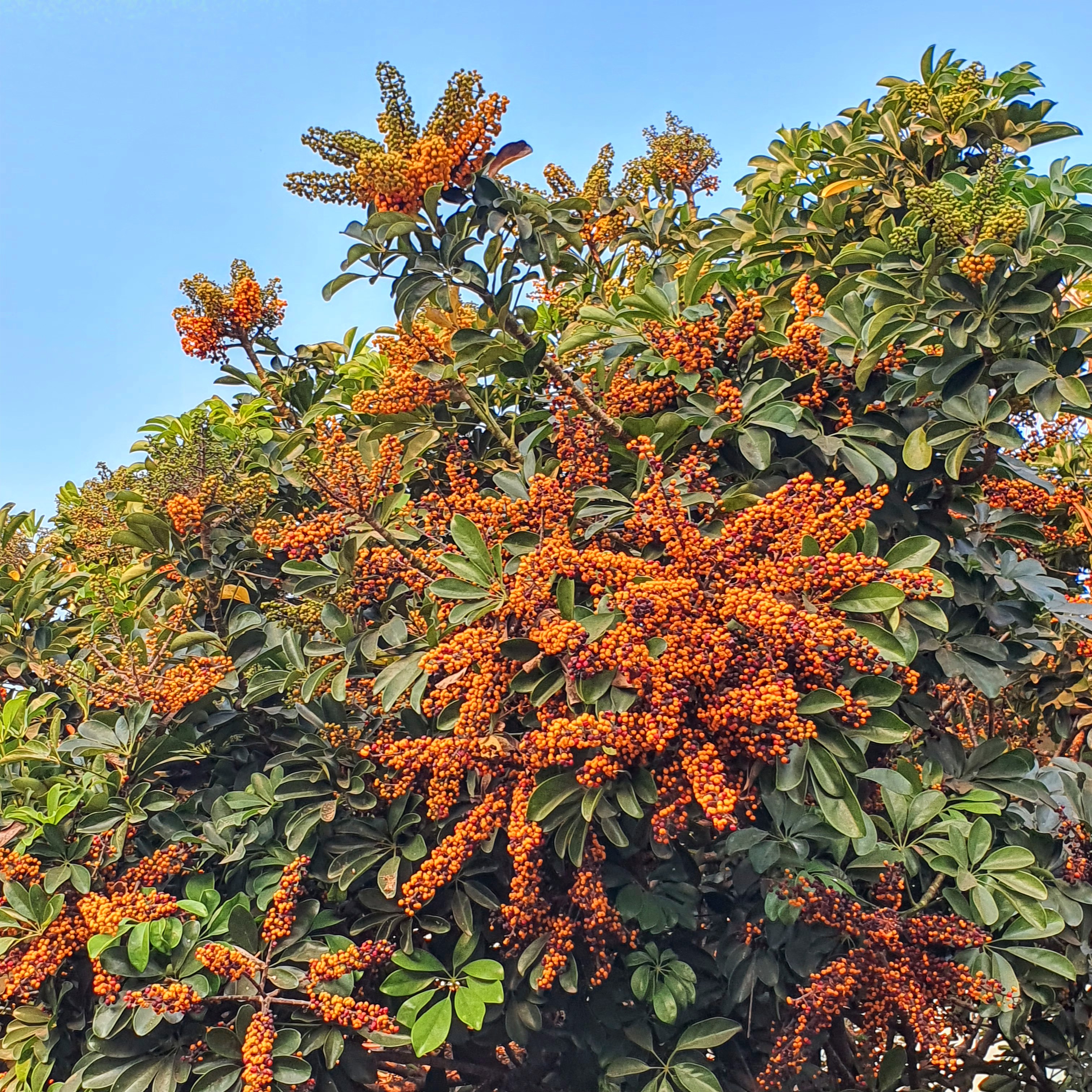 Folhagem e floração da cheflera-arbustiva.