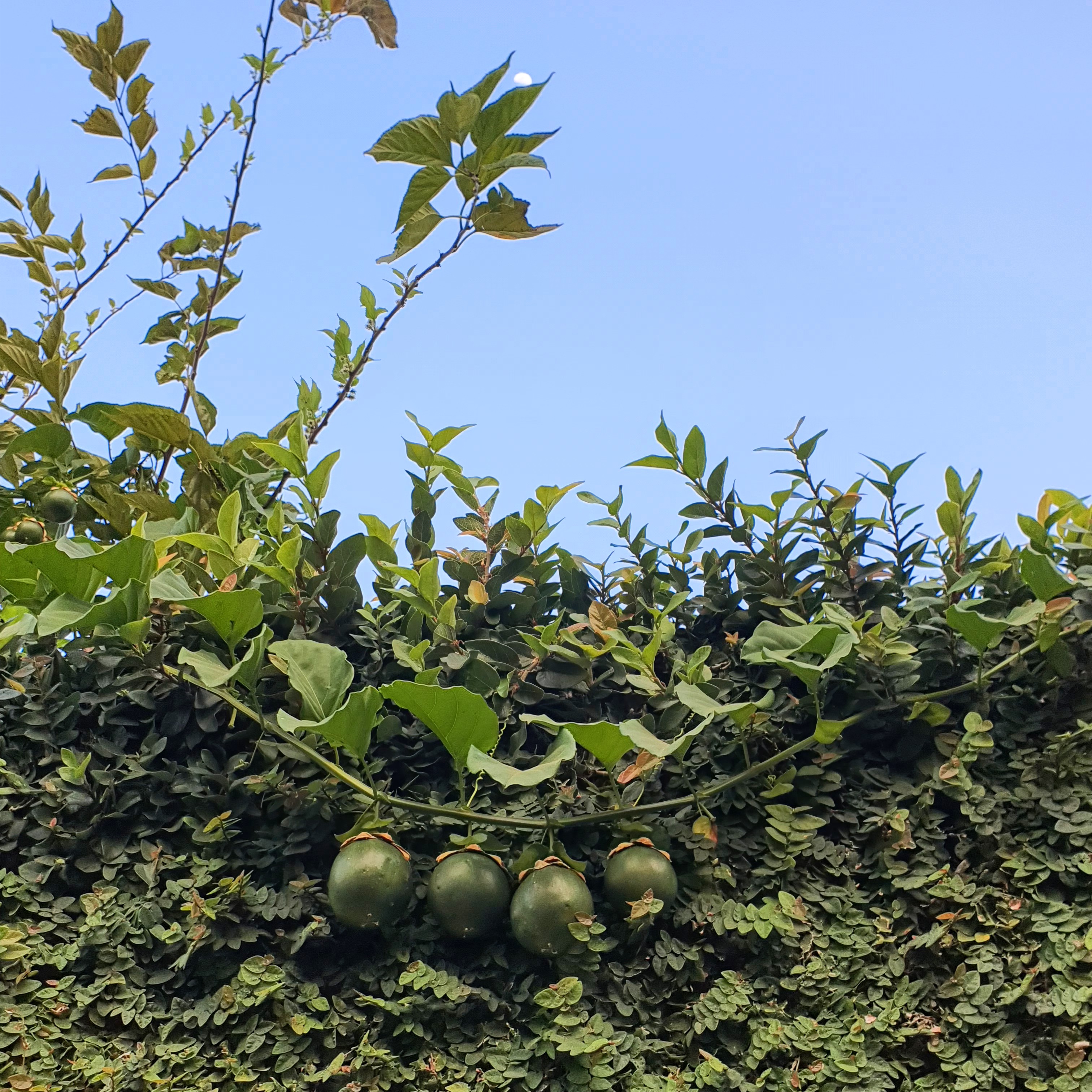 Frutos do maracujá ainda imaturos.