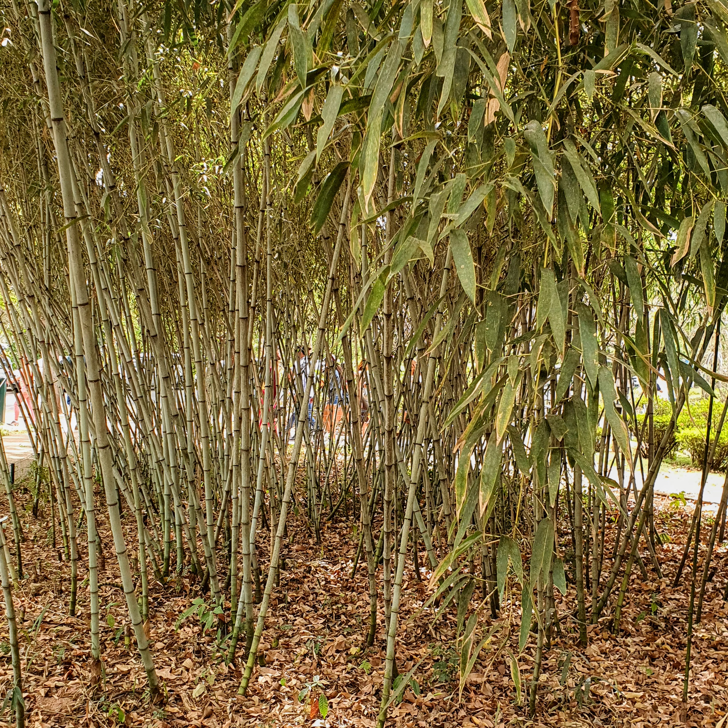 Colmos e folhas do bambu-mossô.