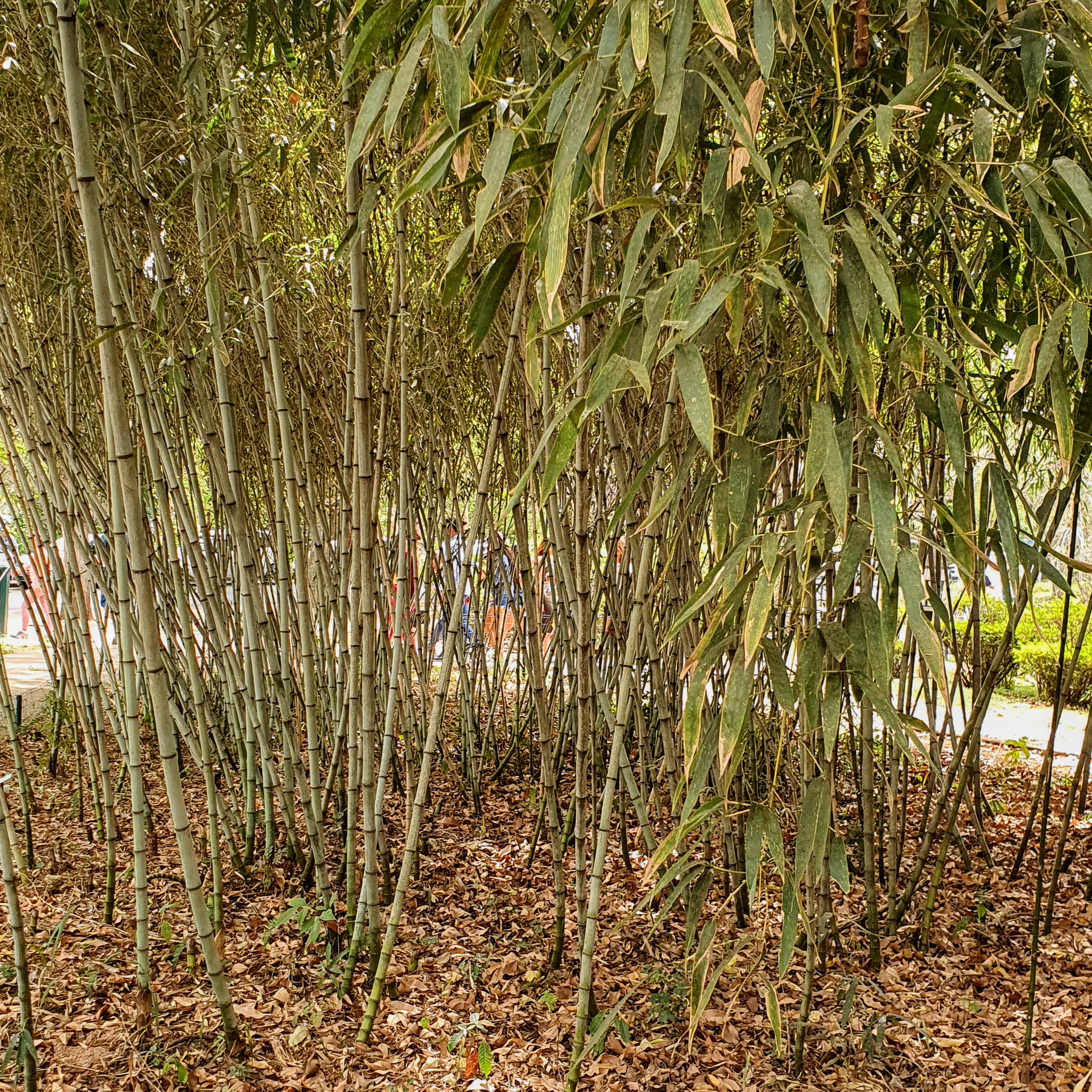 Bambu mossô (Phyllostachys edulis) Colmos e folhas do bambu-mossô.