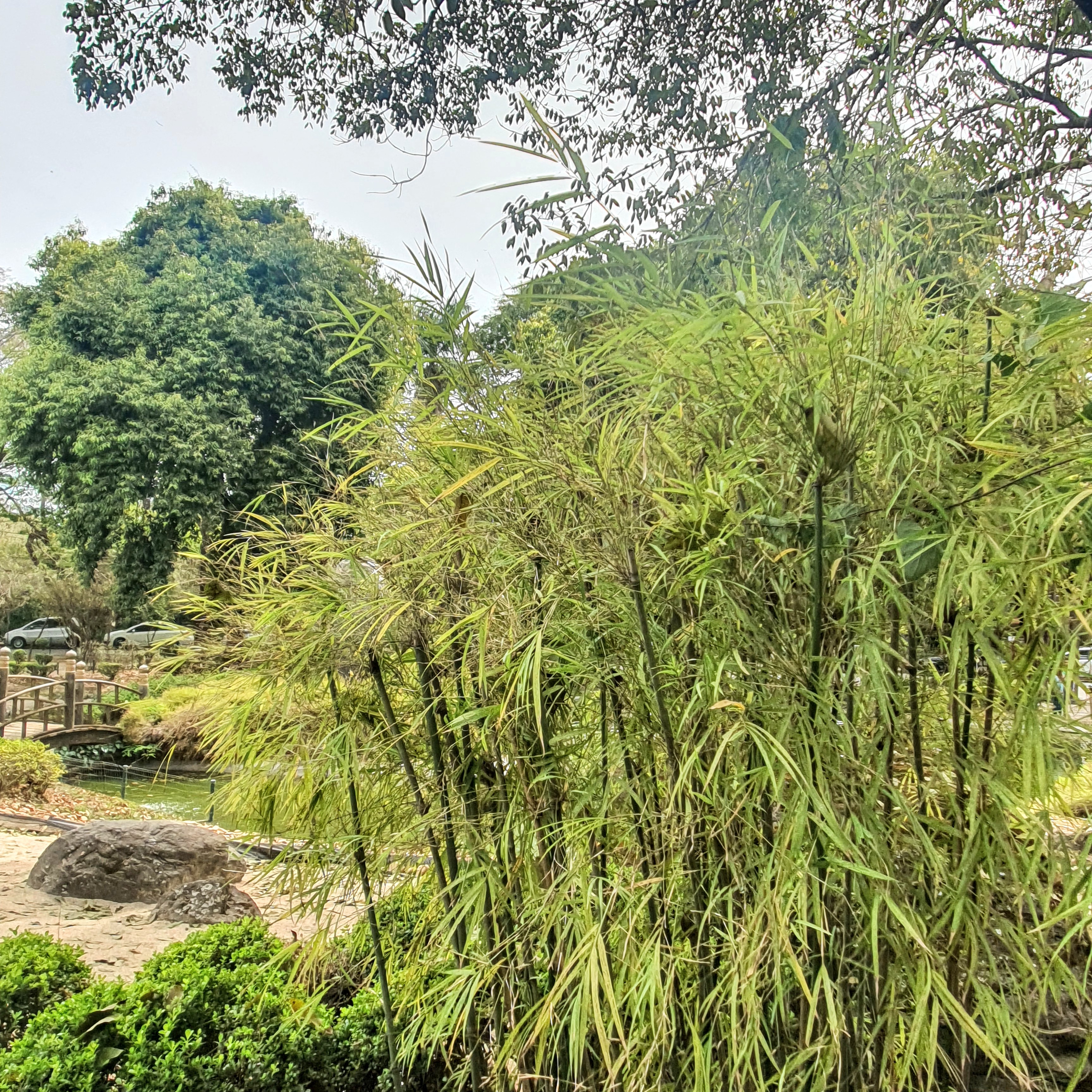 Folhagem verde-amarelada do bambuzinho-de-jardim.