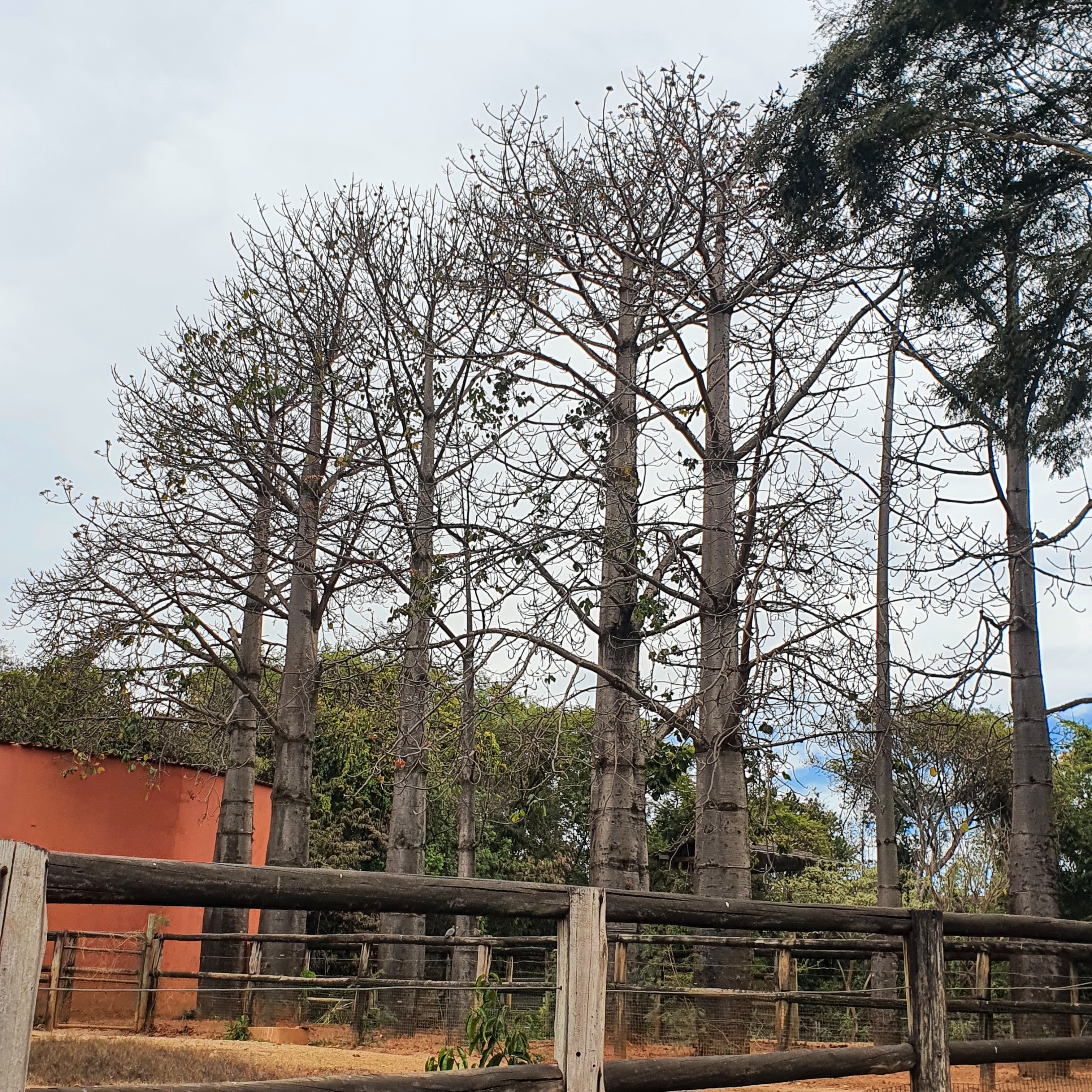 Grupo de paineiras-do-cerrado.