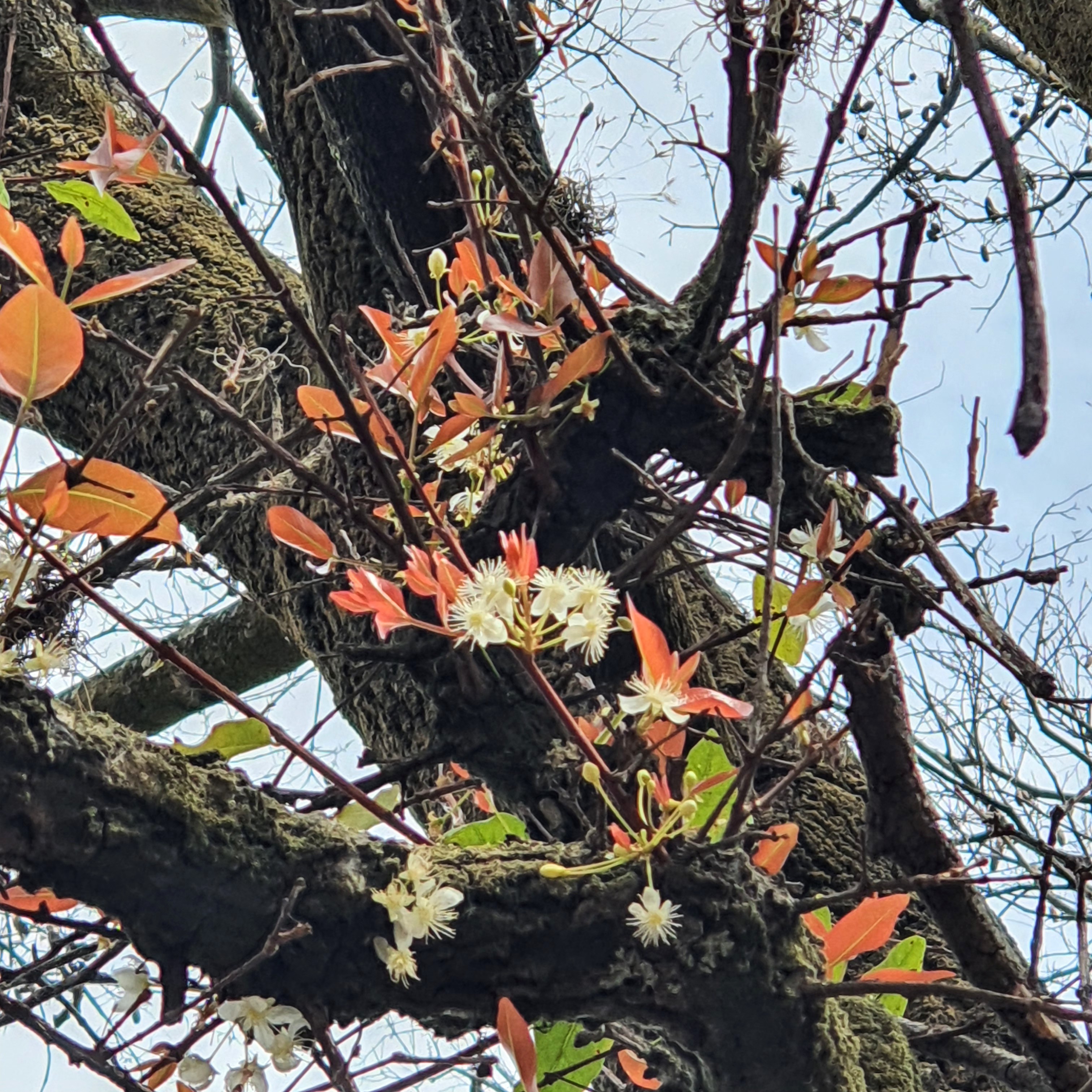 Folhas e flores da cagaiteira.