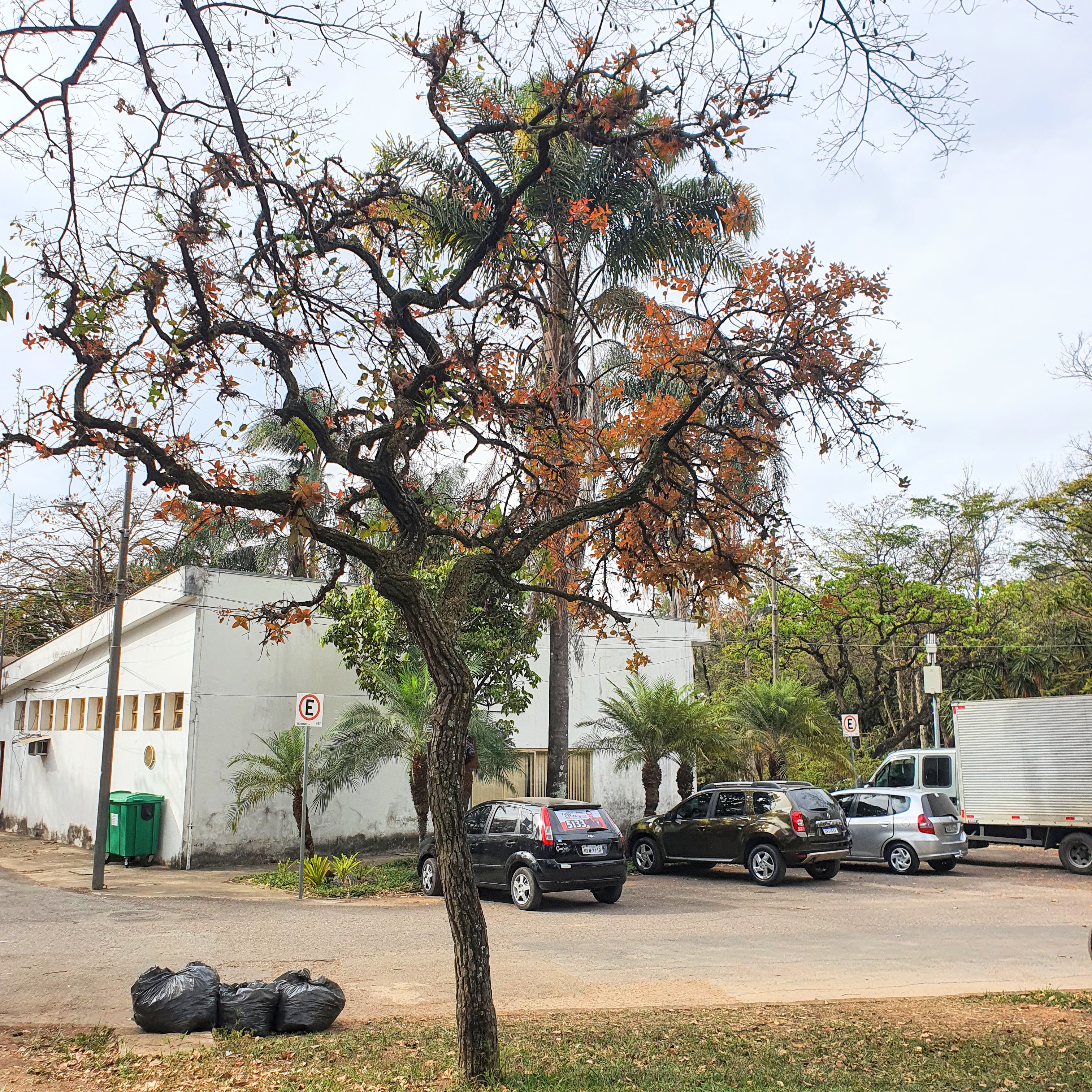 Cagaiteira cheia de folhas avermelhadas.