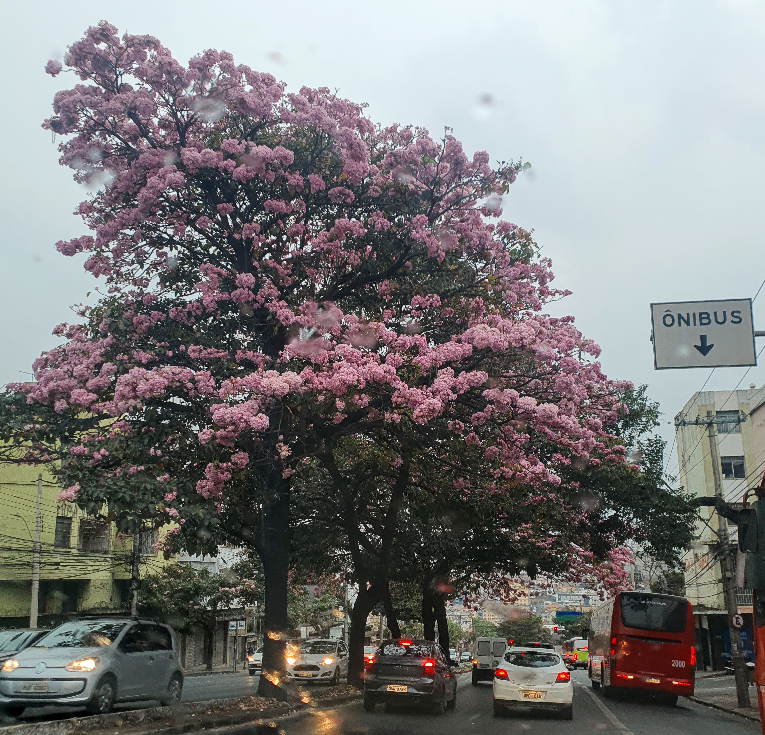 Ipê-bálsamo florido.