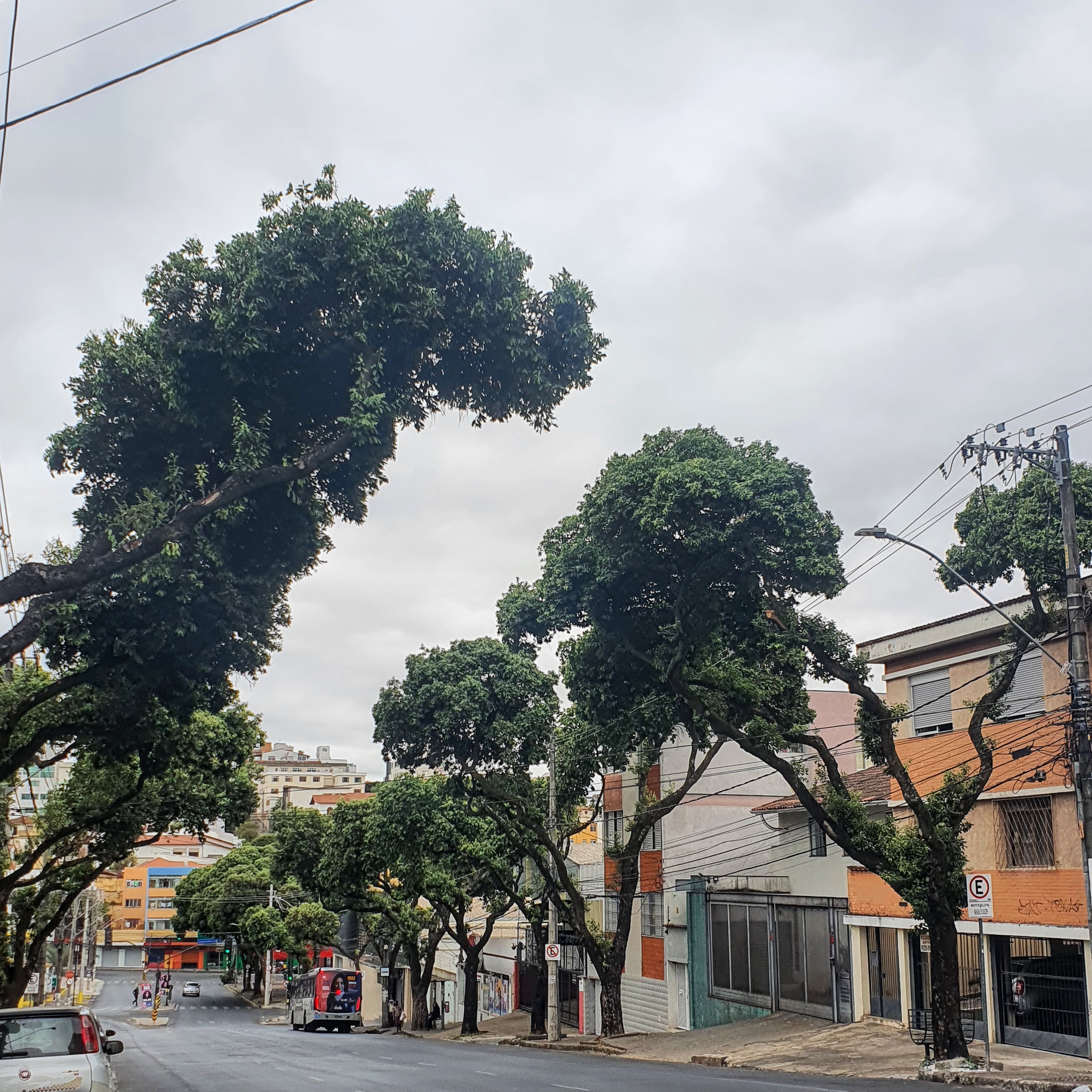 Avenida arborizada com oitis.