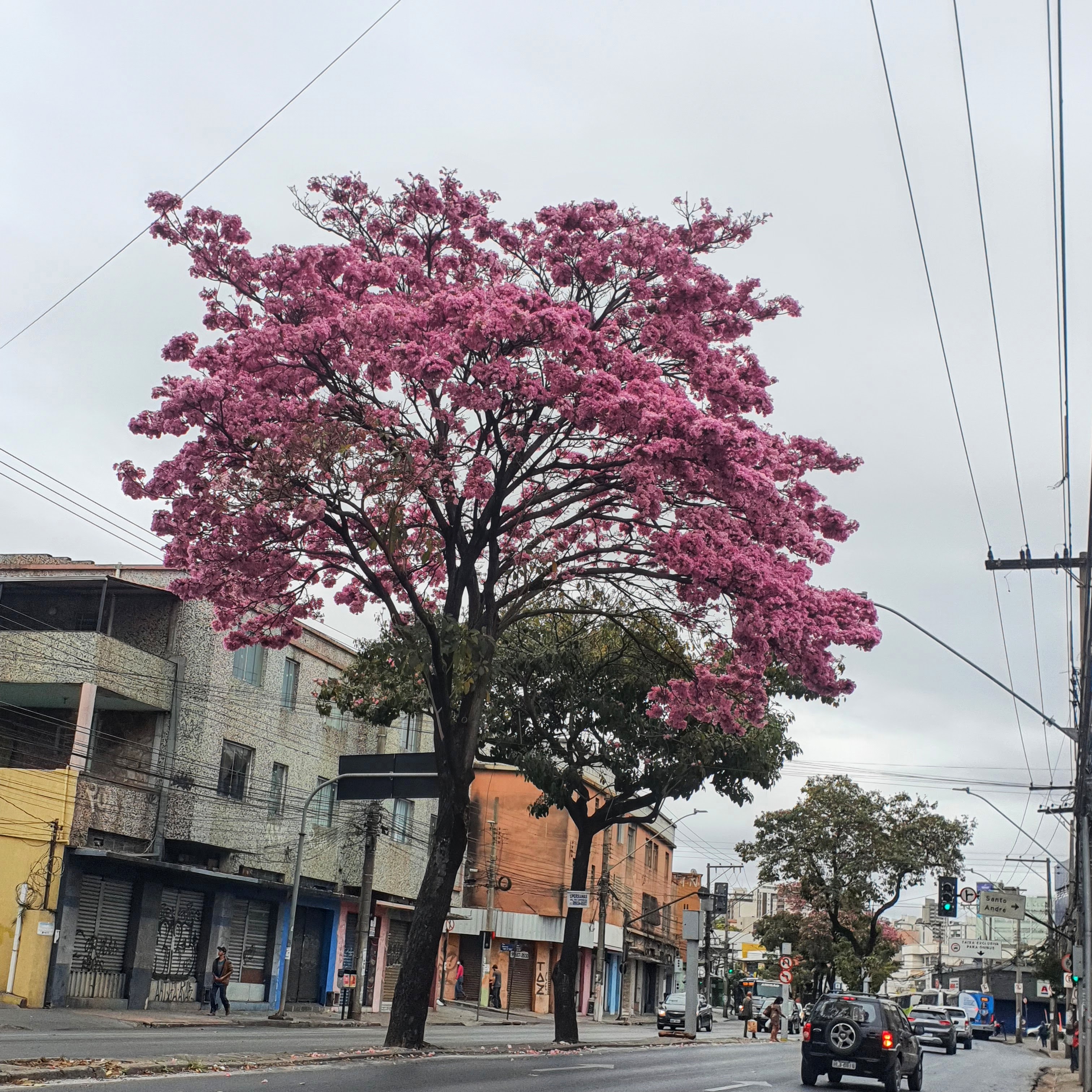 Ipê-bálsamo todo florido.