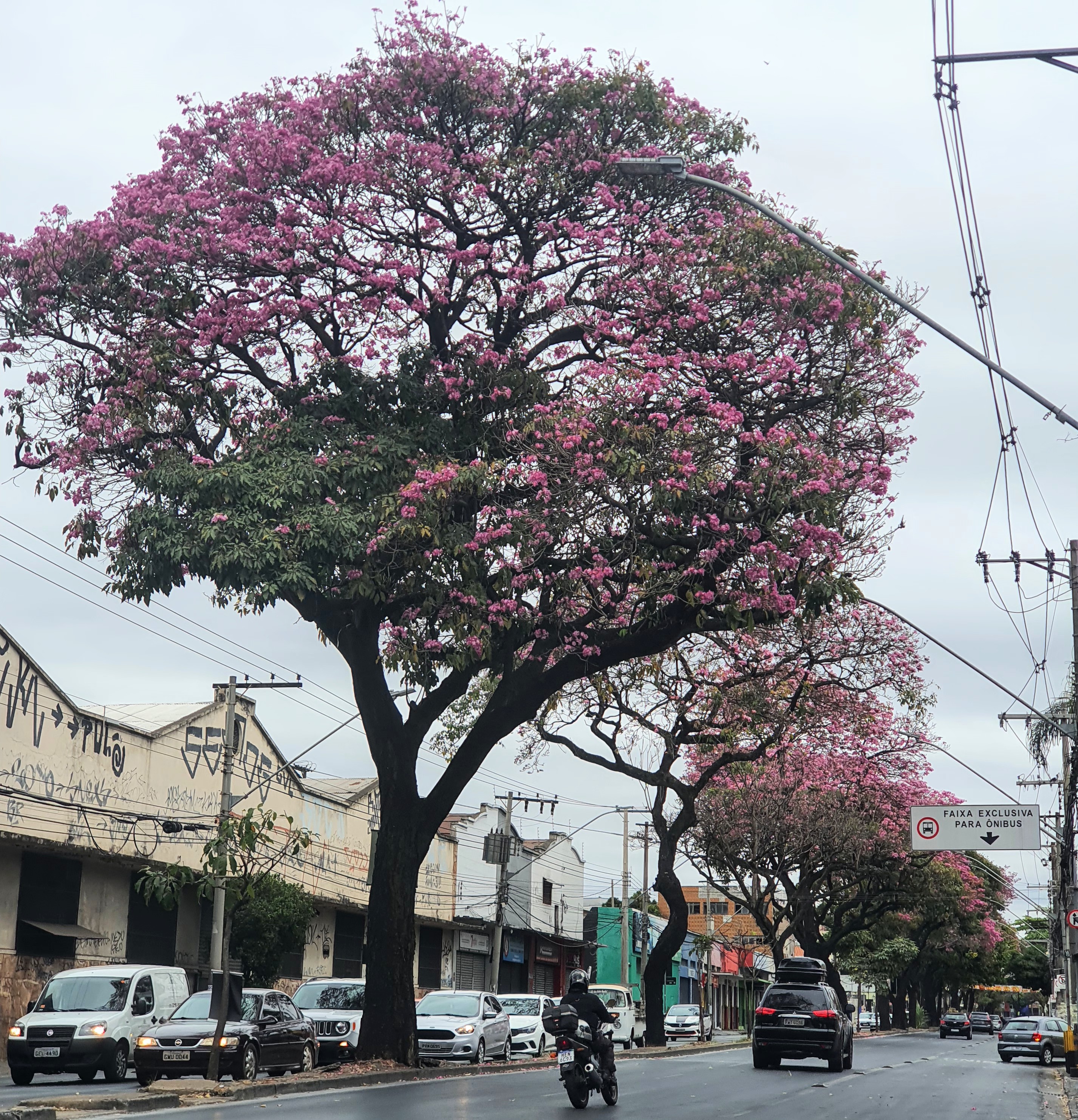 Ipês-bálsamo floridos.