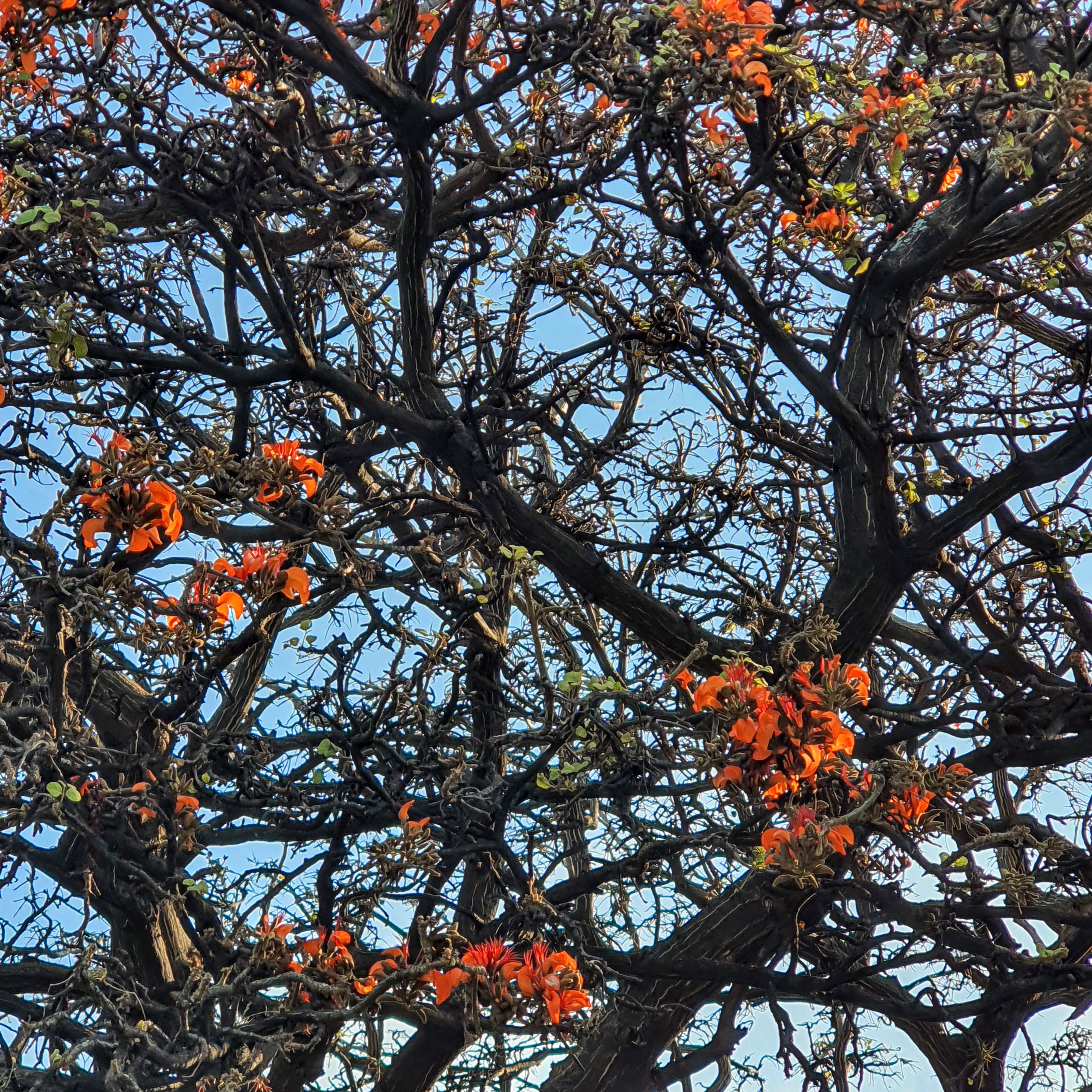 Detalhe das flores do suinã.