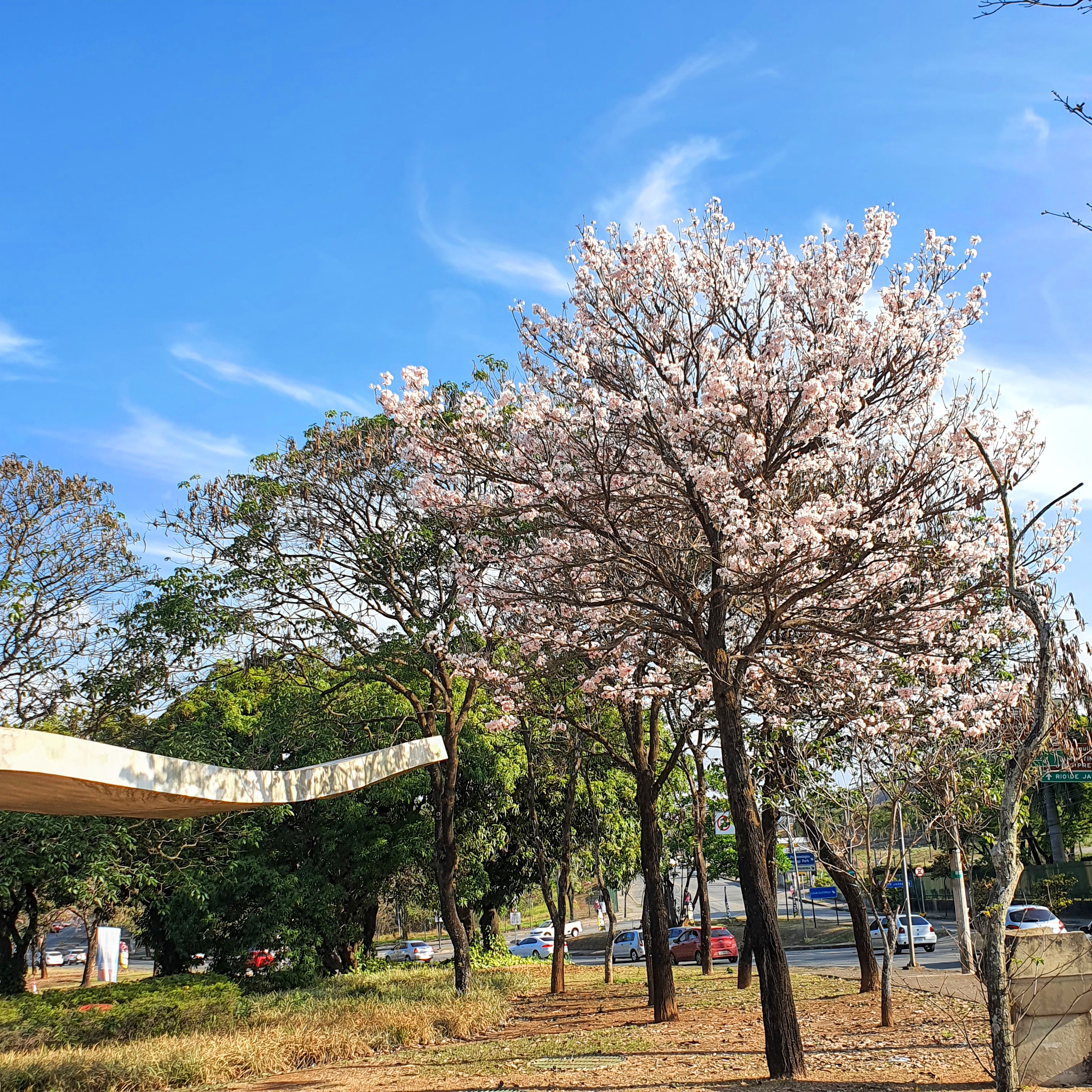 Ipê-branco muito florido.