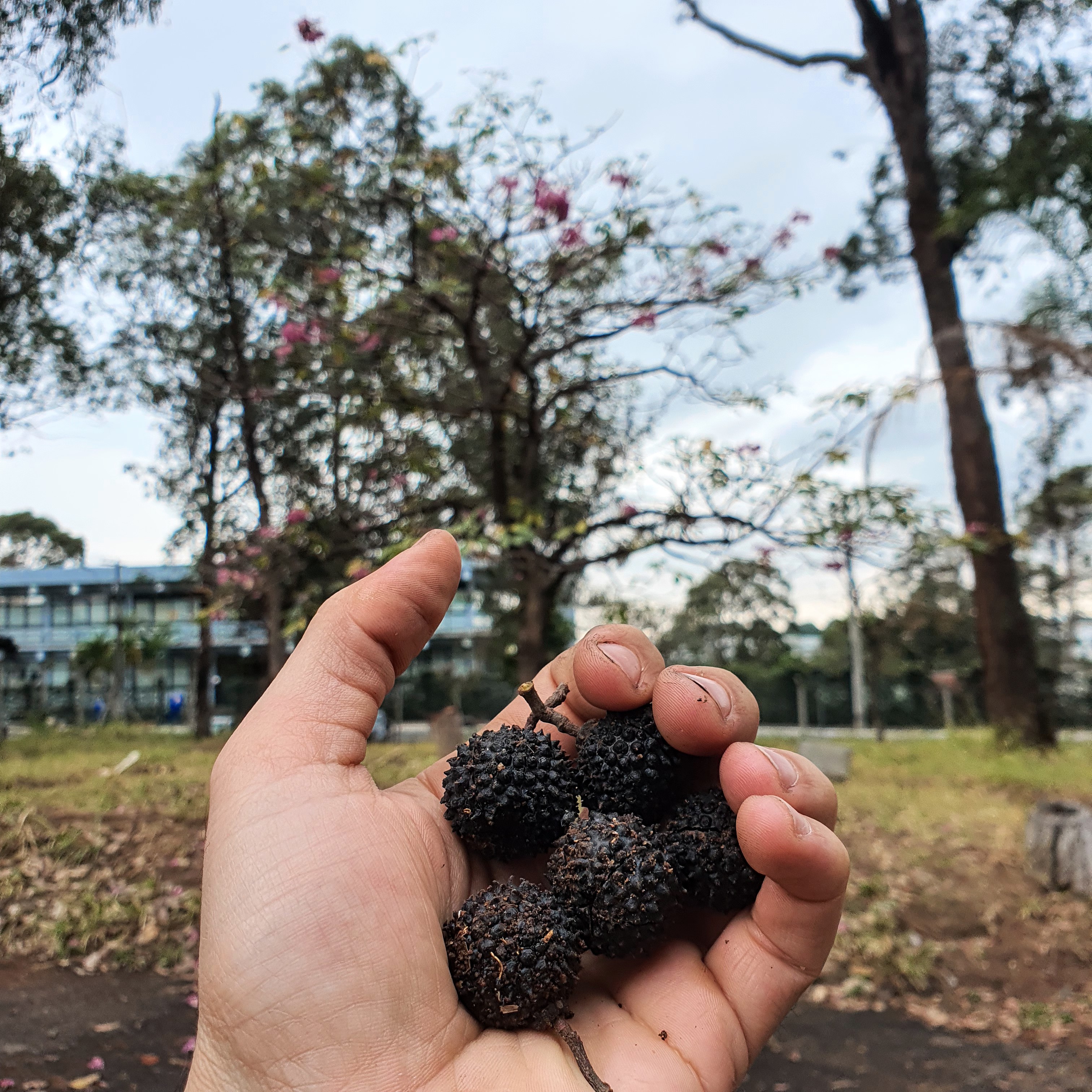 Frutos pretos e rugosos da mutamba.