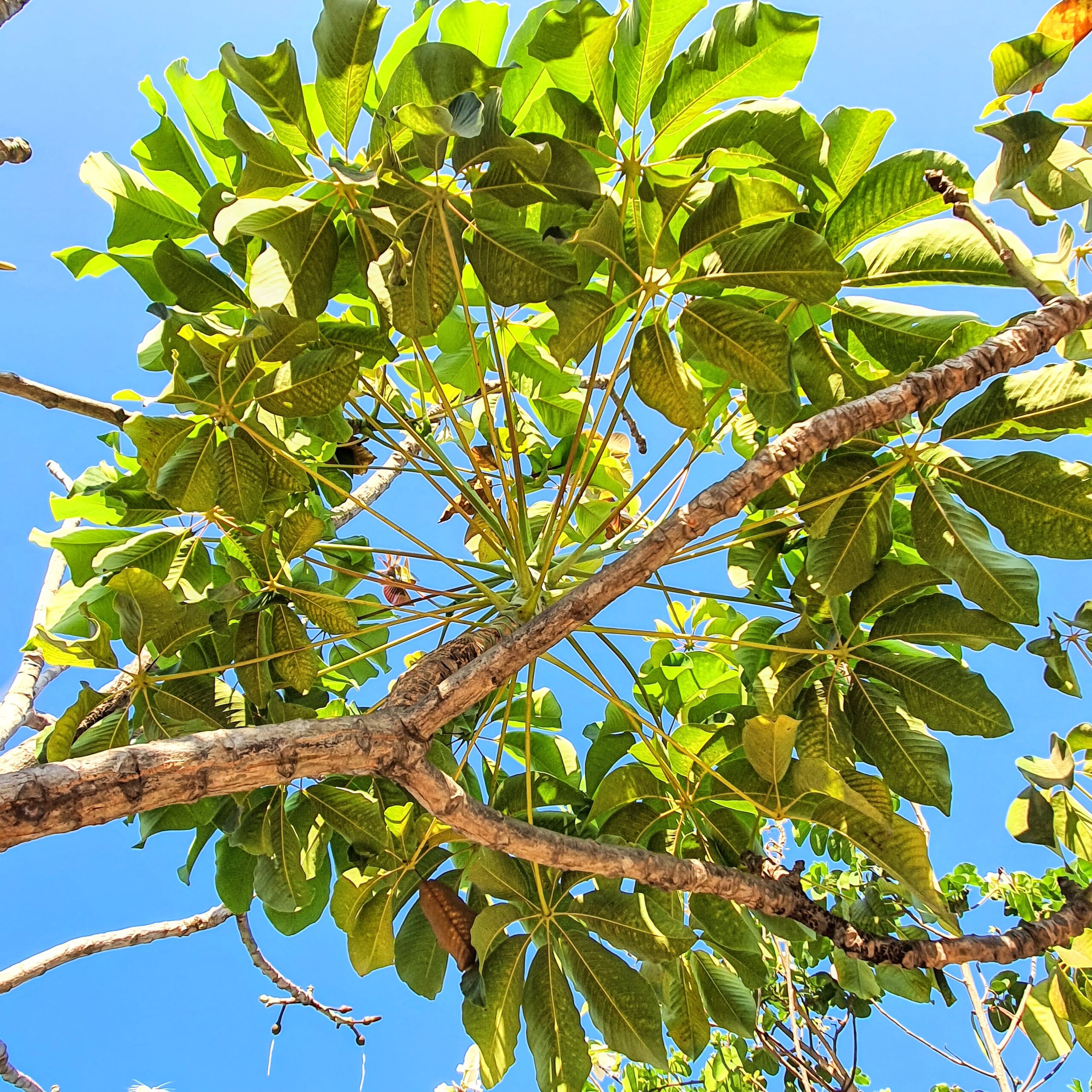 Folhas do embiruçu-do-mato.