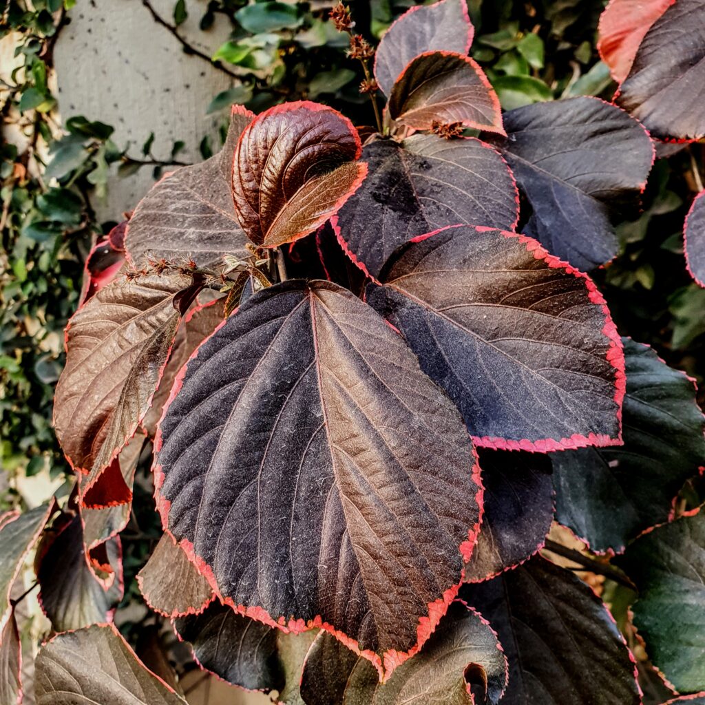 Folhas da crista-de-peru.