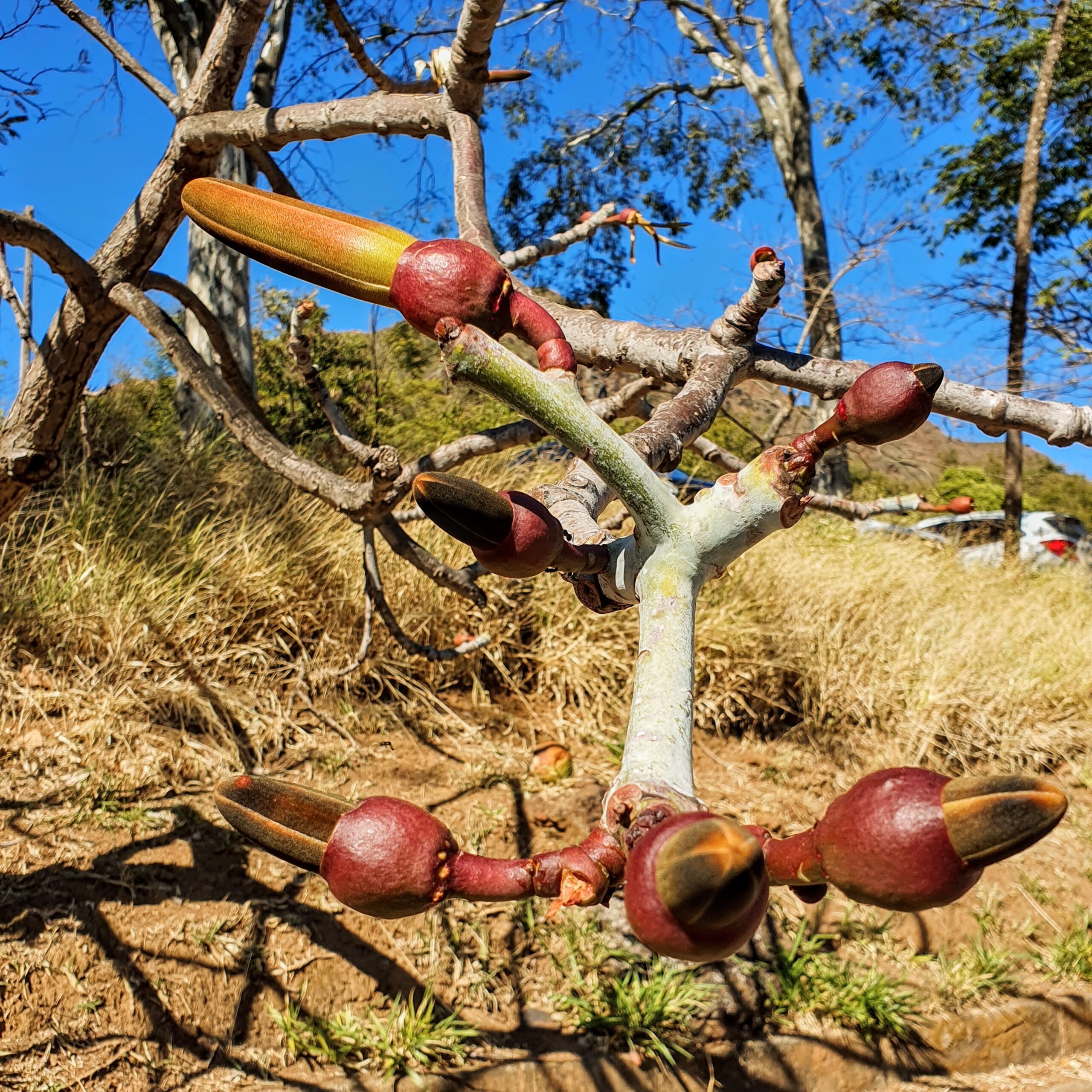 Frutos do embiruçu.