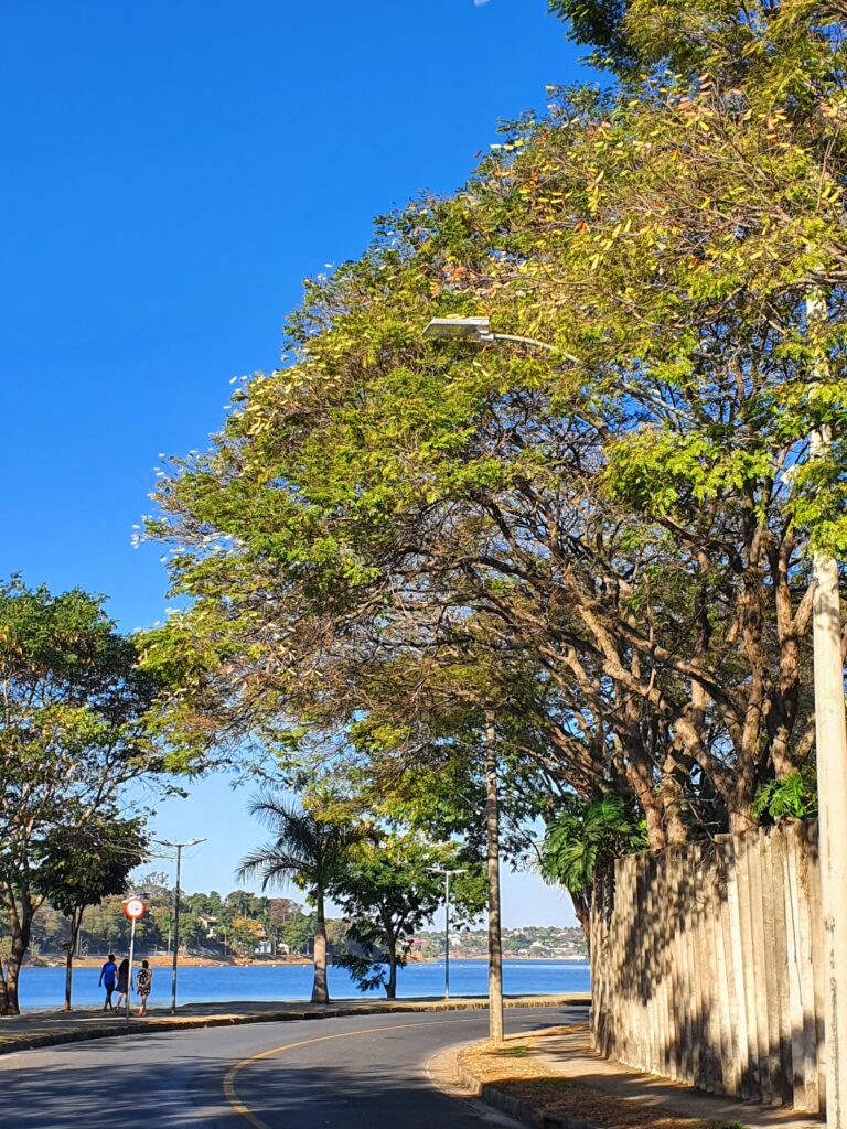 Sibipirunas com folhagem em processo de queda e aparecimento dos frutos.