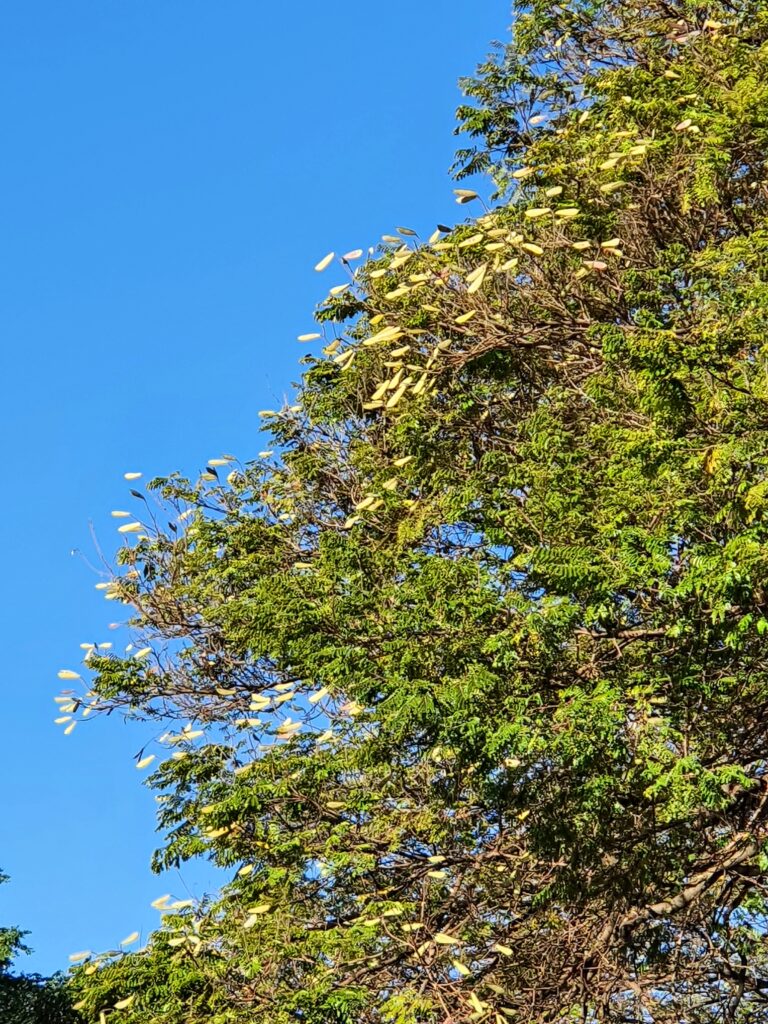 Detalhe dos frutos da sibipiruna.