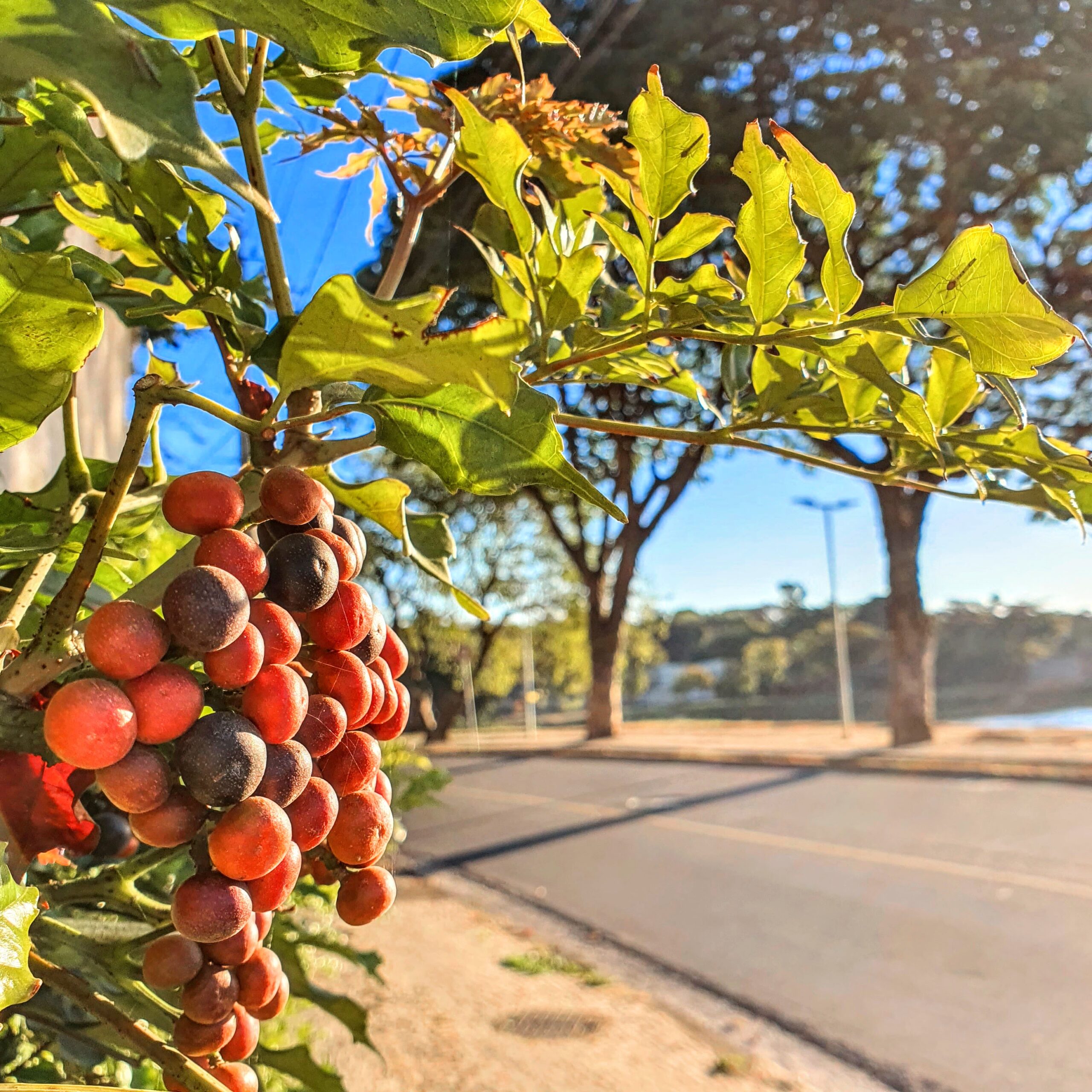 Detalhe das folhas e dos frutos da leia-alaranjada.