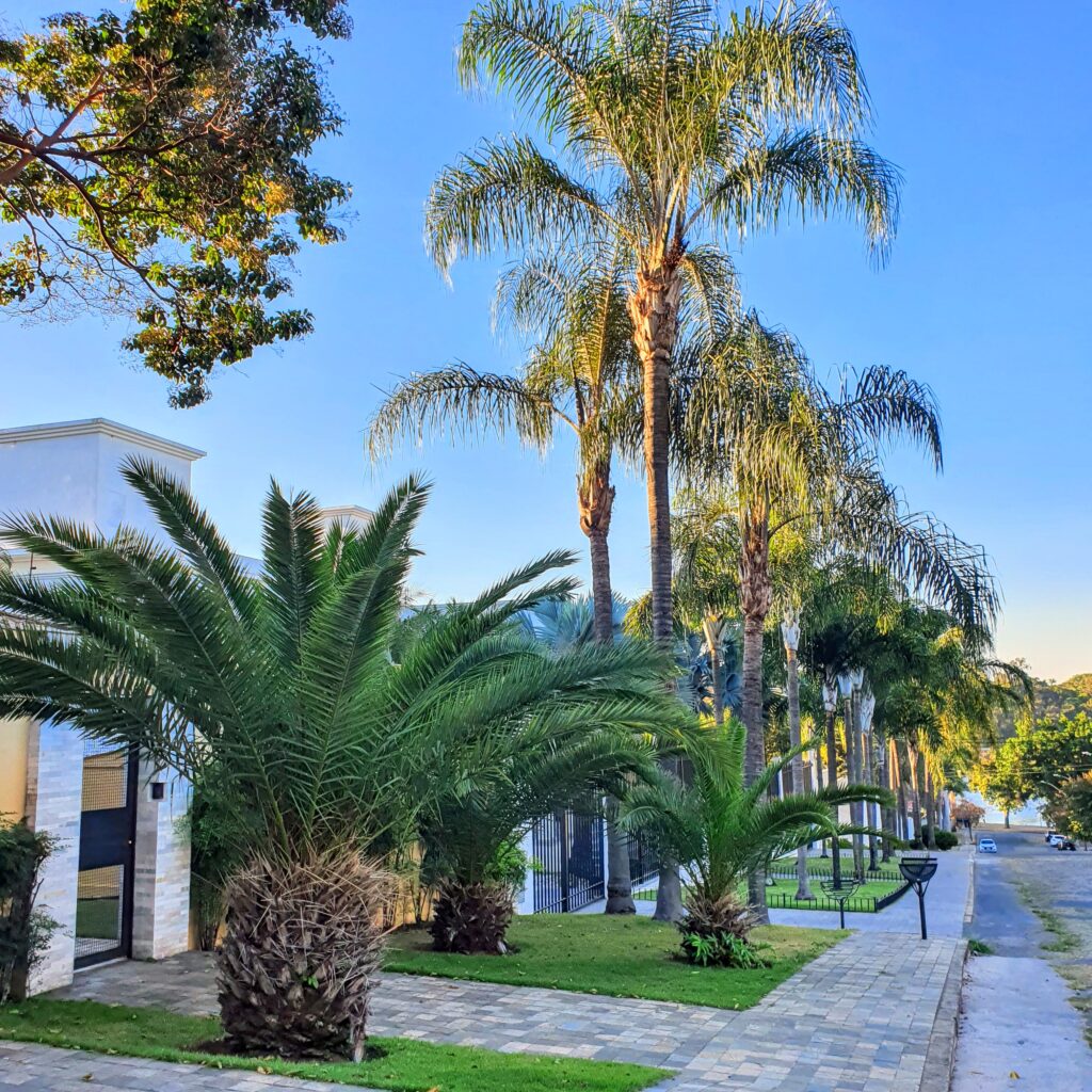 Butiás em paisagismo residencial.