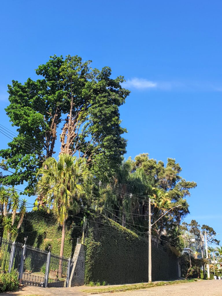 Abricó-de-macaco bem grande no jardim de residência.